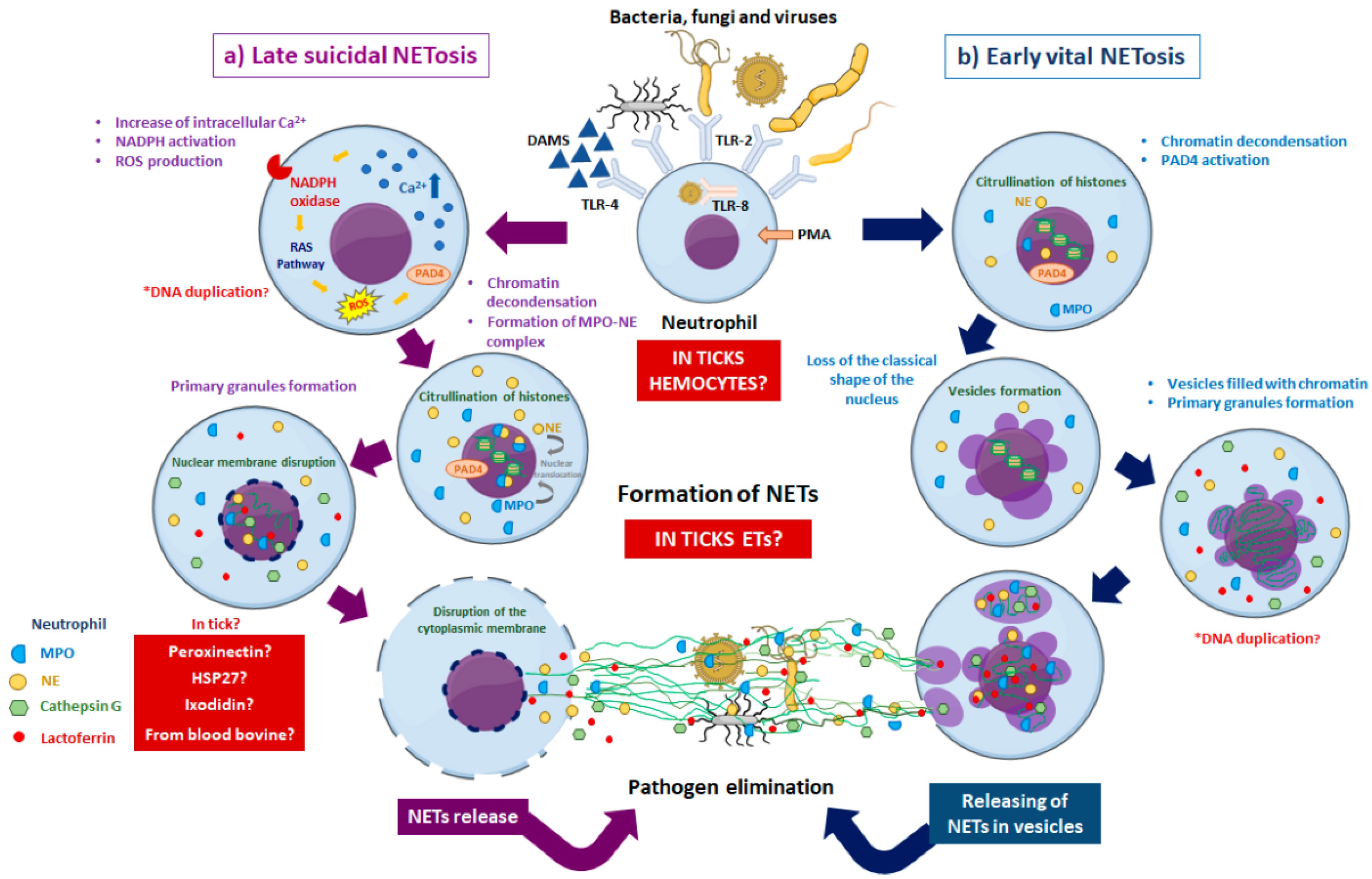 Pathogens 10 01511 g003 Pathogens 10 01511 g003