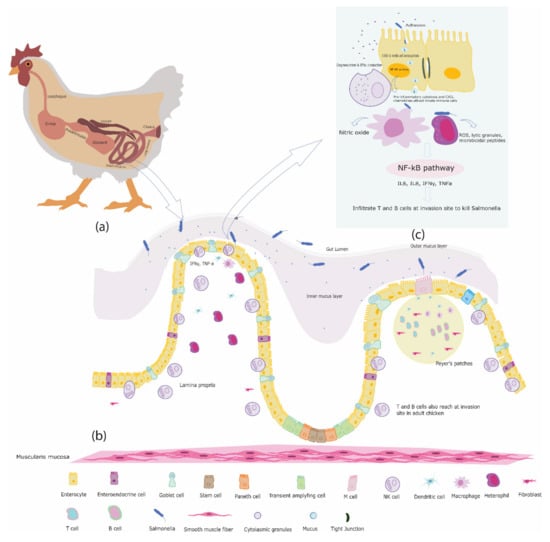 Pathogens Free Full Text The Interplay Between Salmonella And Intestinal Innate Immune Cells In Chickens Html