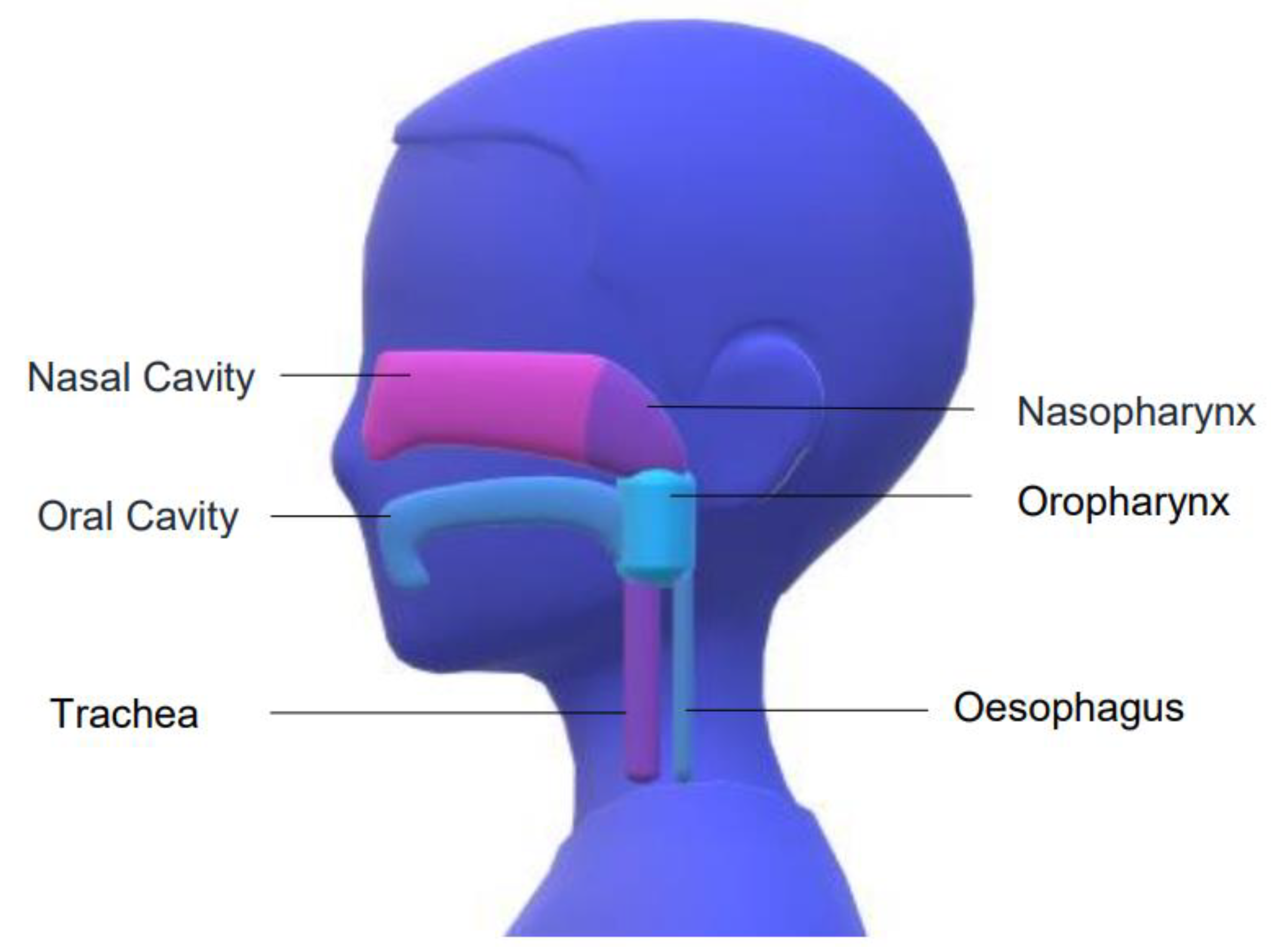 Nasopharynx