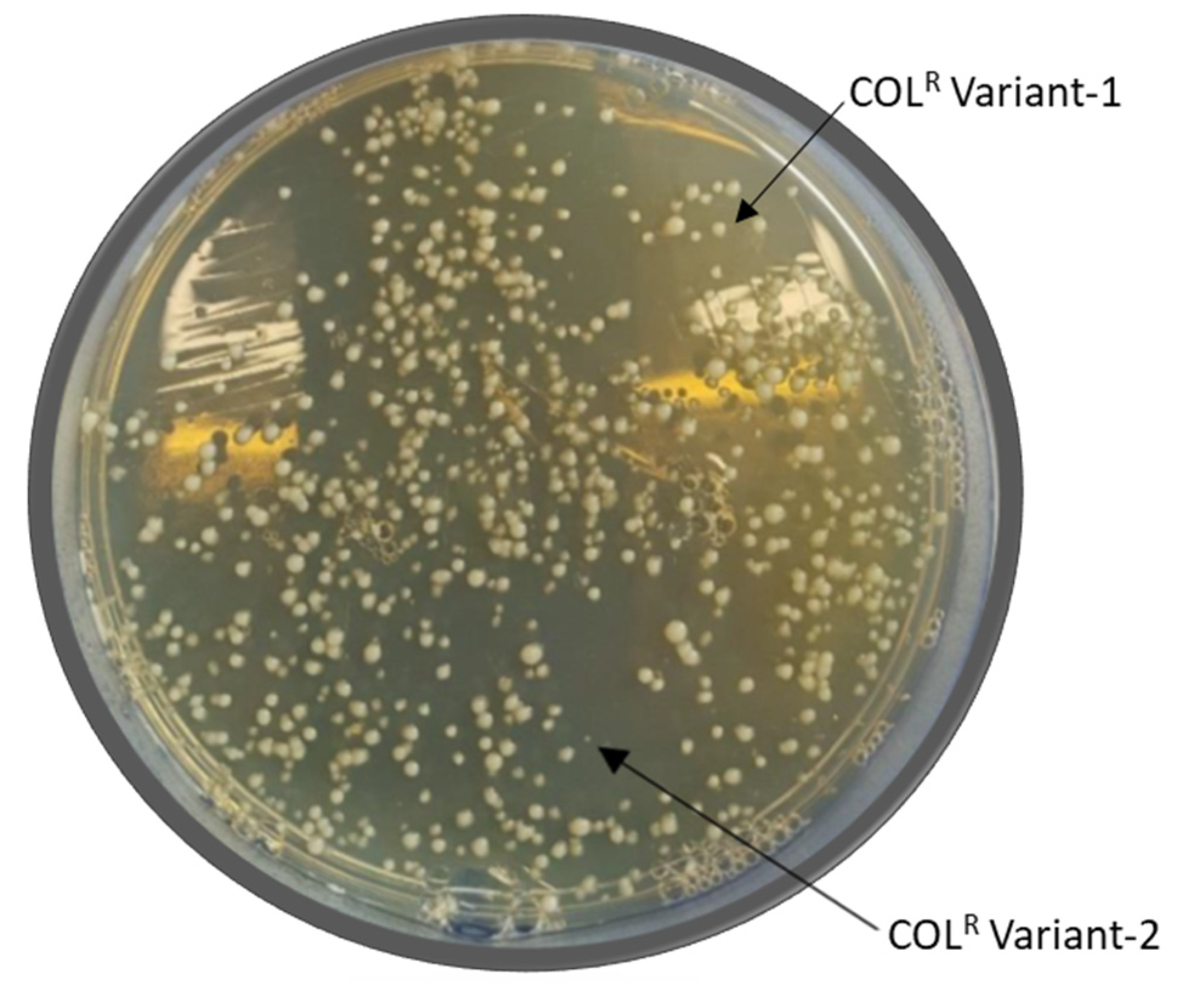 Pathogens 10 01516 g002