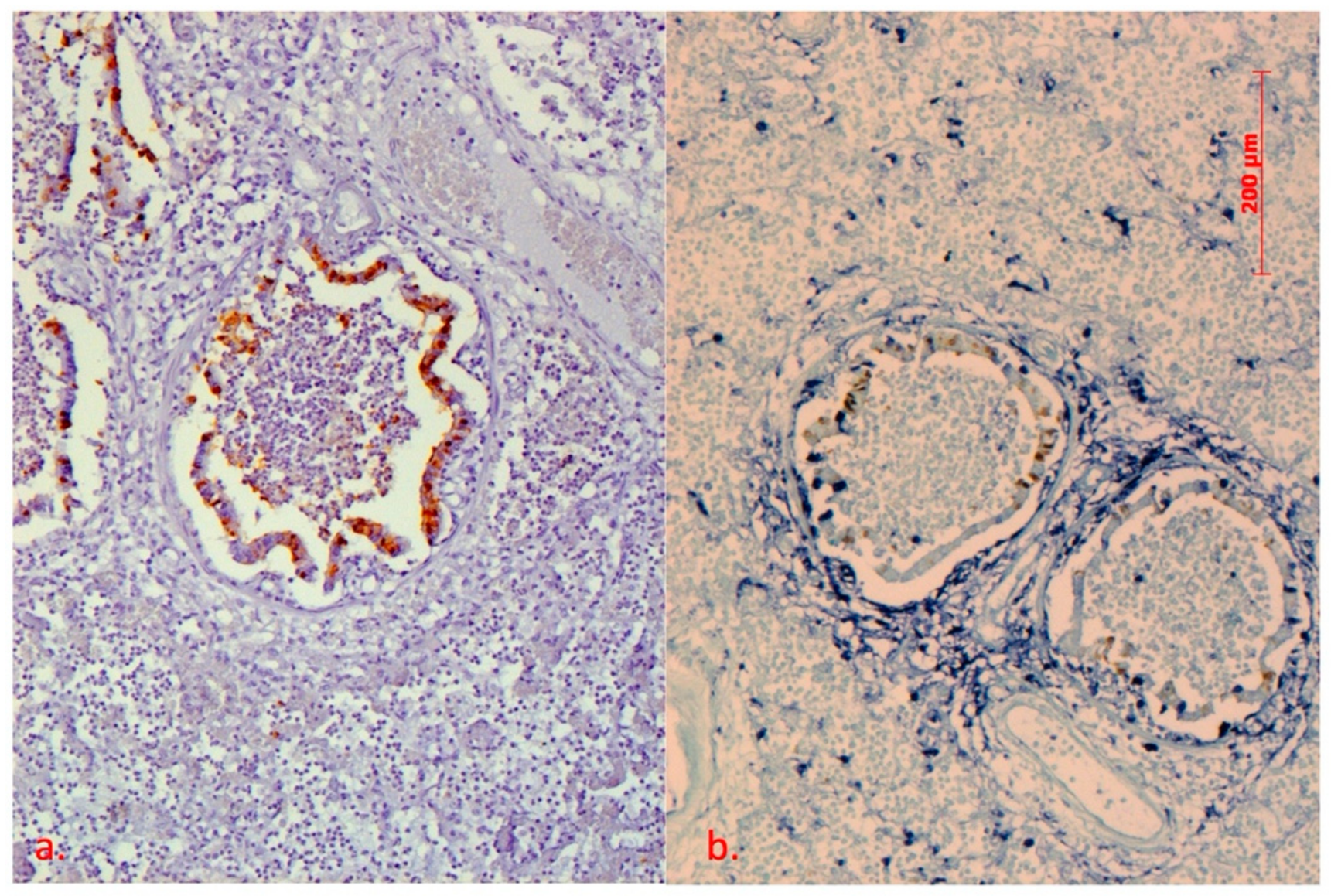 Pathogens 10 01527 g001 Pathogens 10 01527 g001