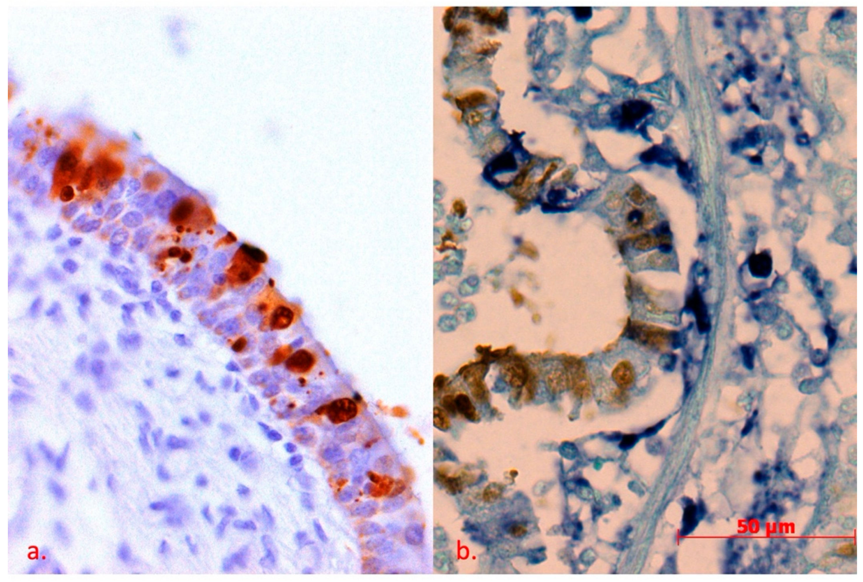 Pathogens 10 01527 g002 Pathogens 10 01527 g002