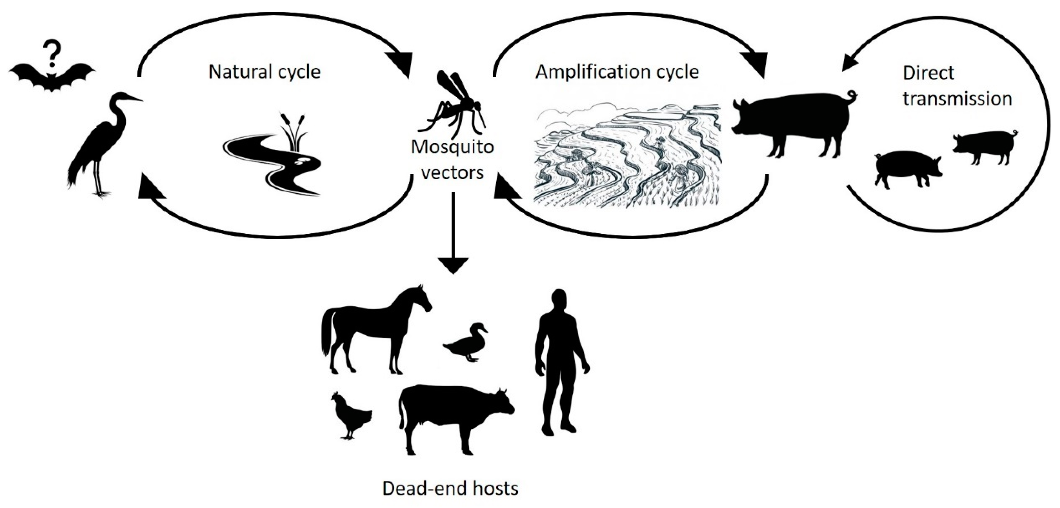 Japanese Encephalitis Virus pic