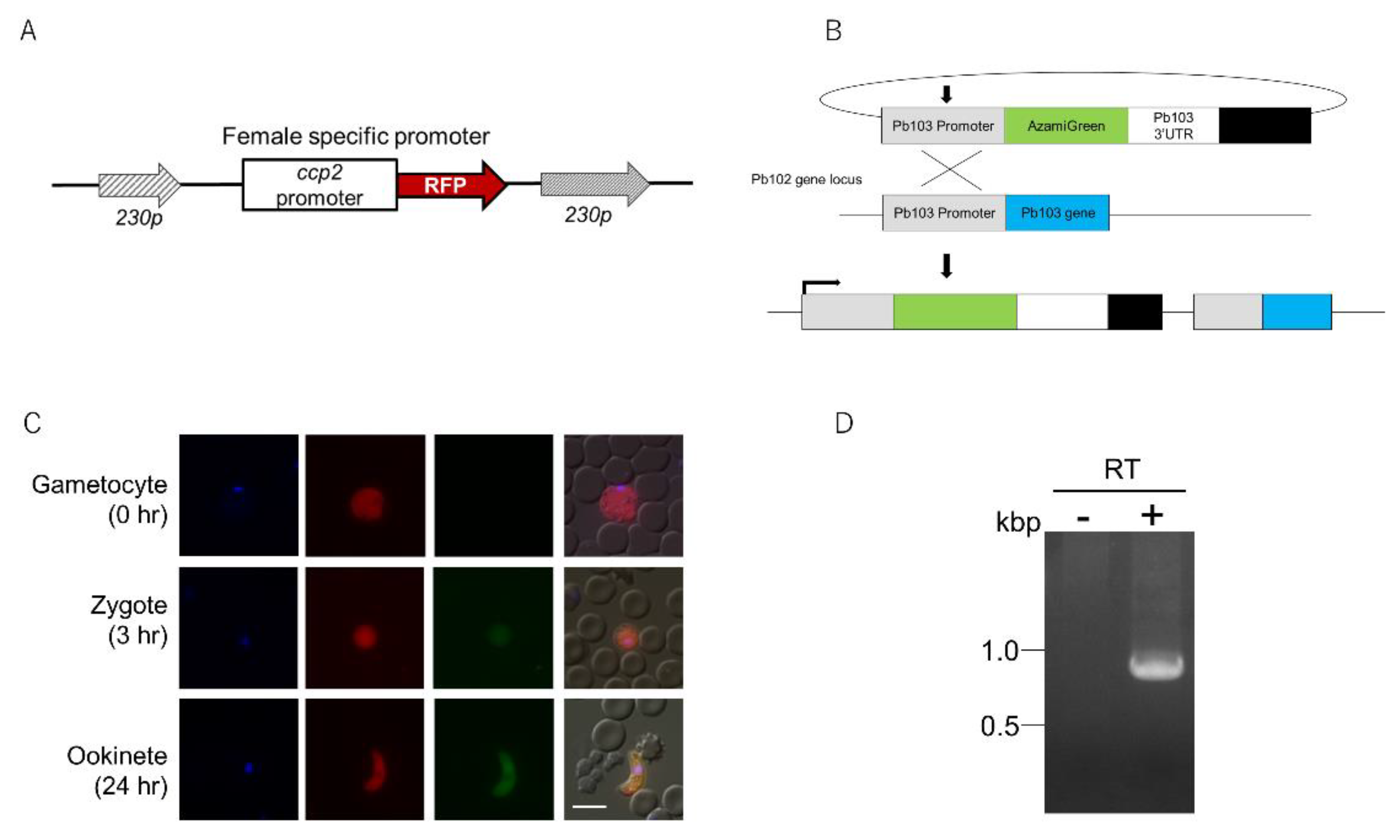 Pathogens 10 01536 g002 550