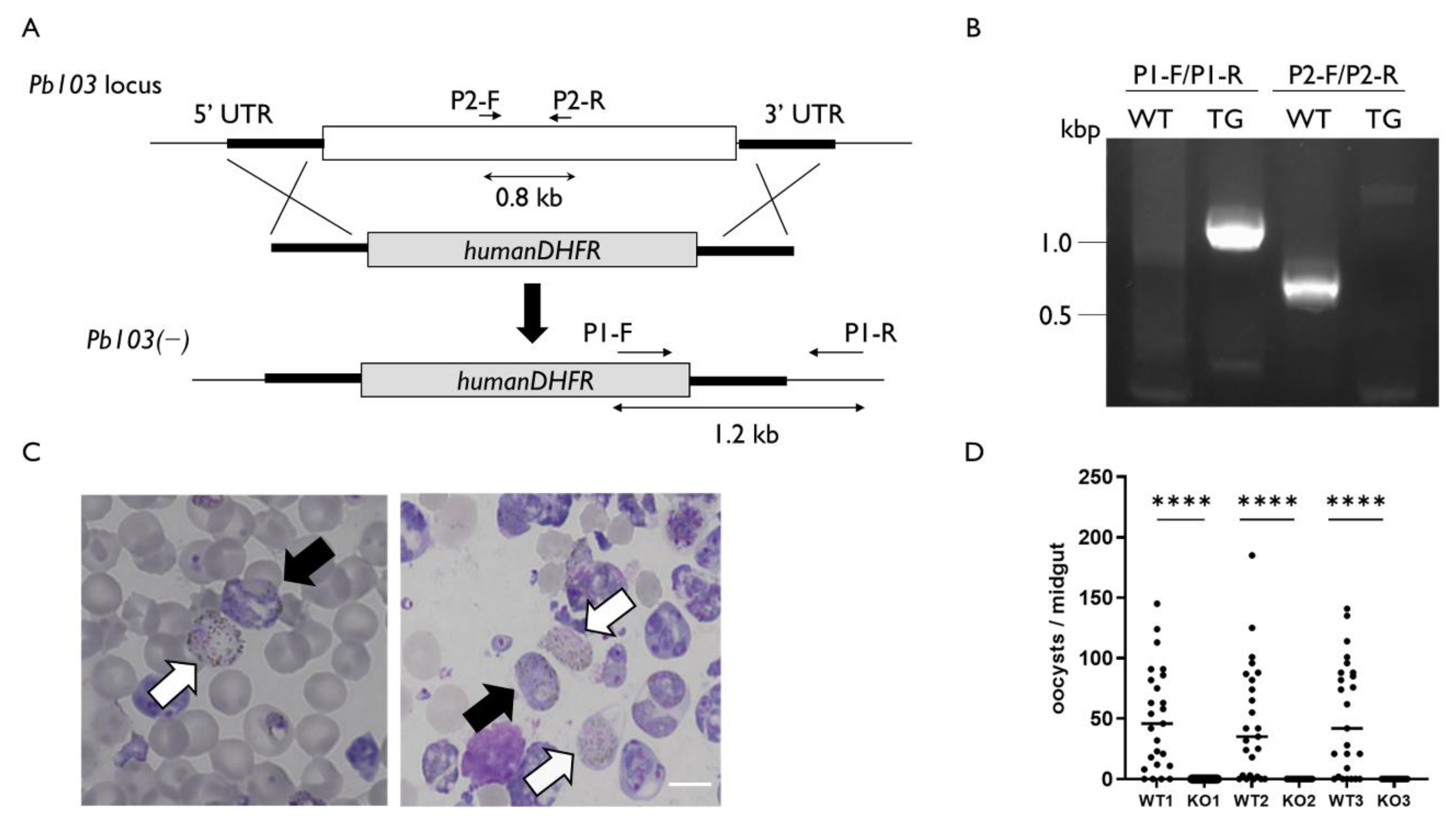 Pathogens 10 01536 g003 550