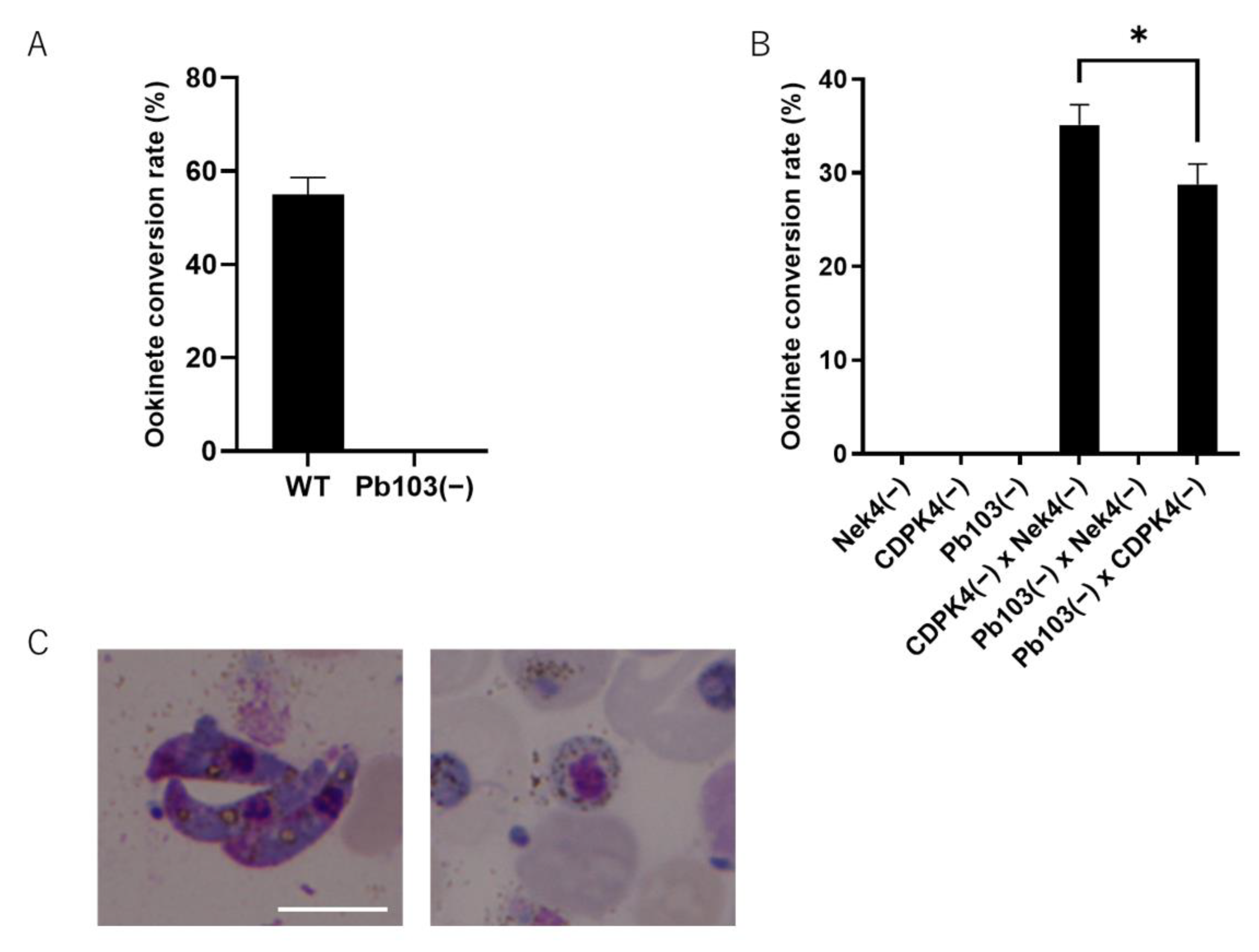 Pathogens 10 01536 g004 550