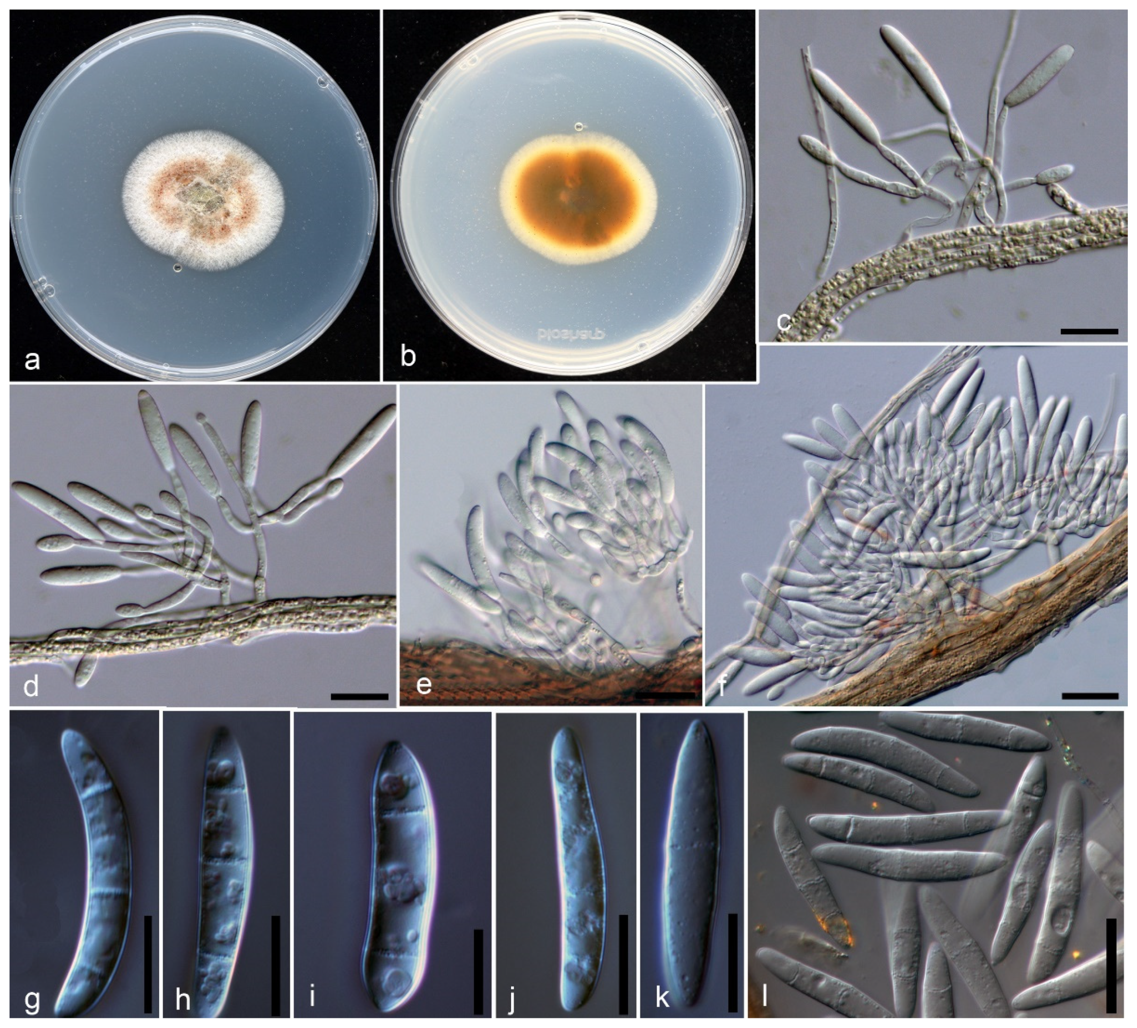 Pathogens 10 01555 g003