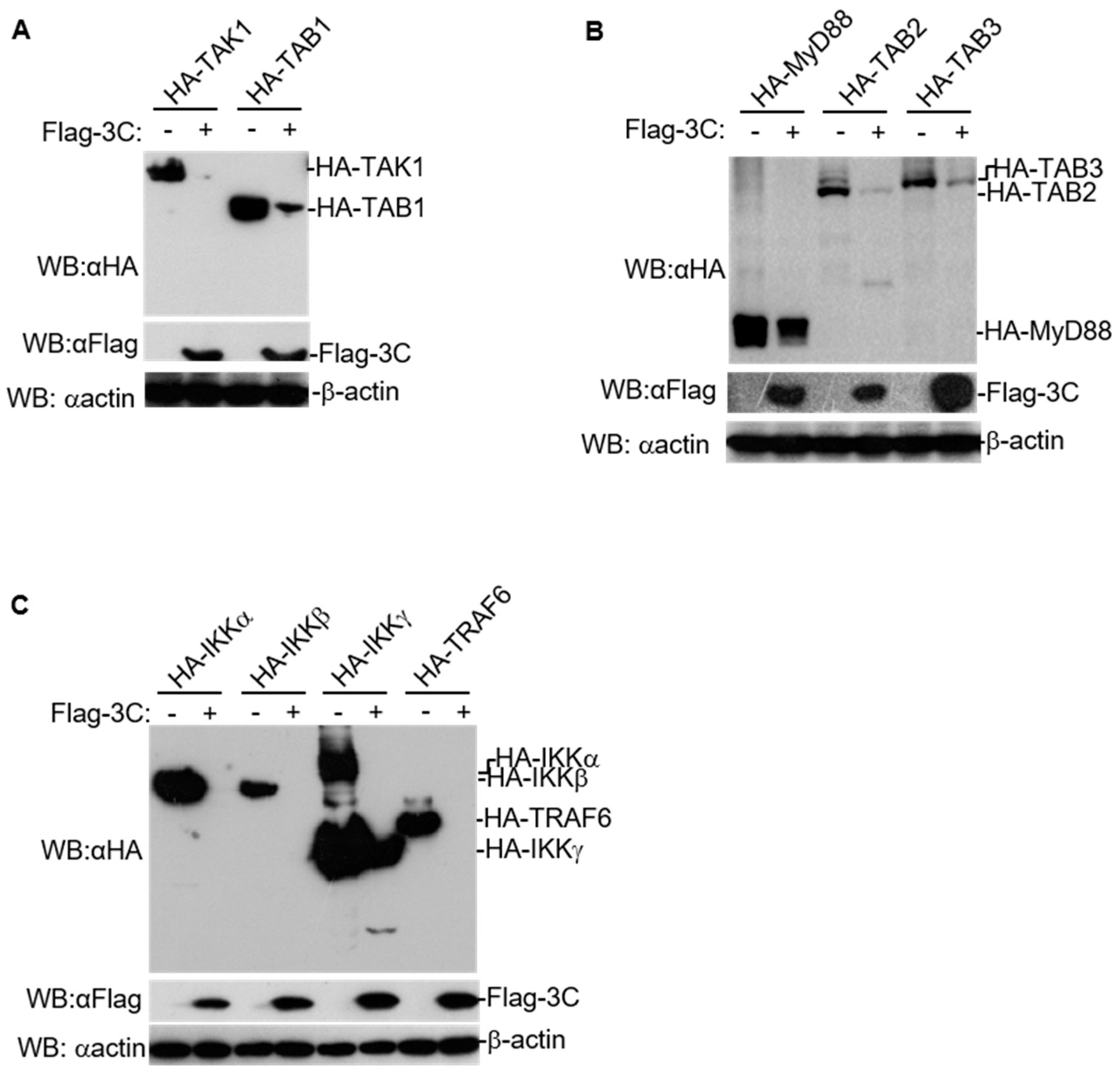 Pathogens 10 01566 g001 Pathogens 10 01566 g001