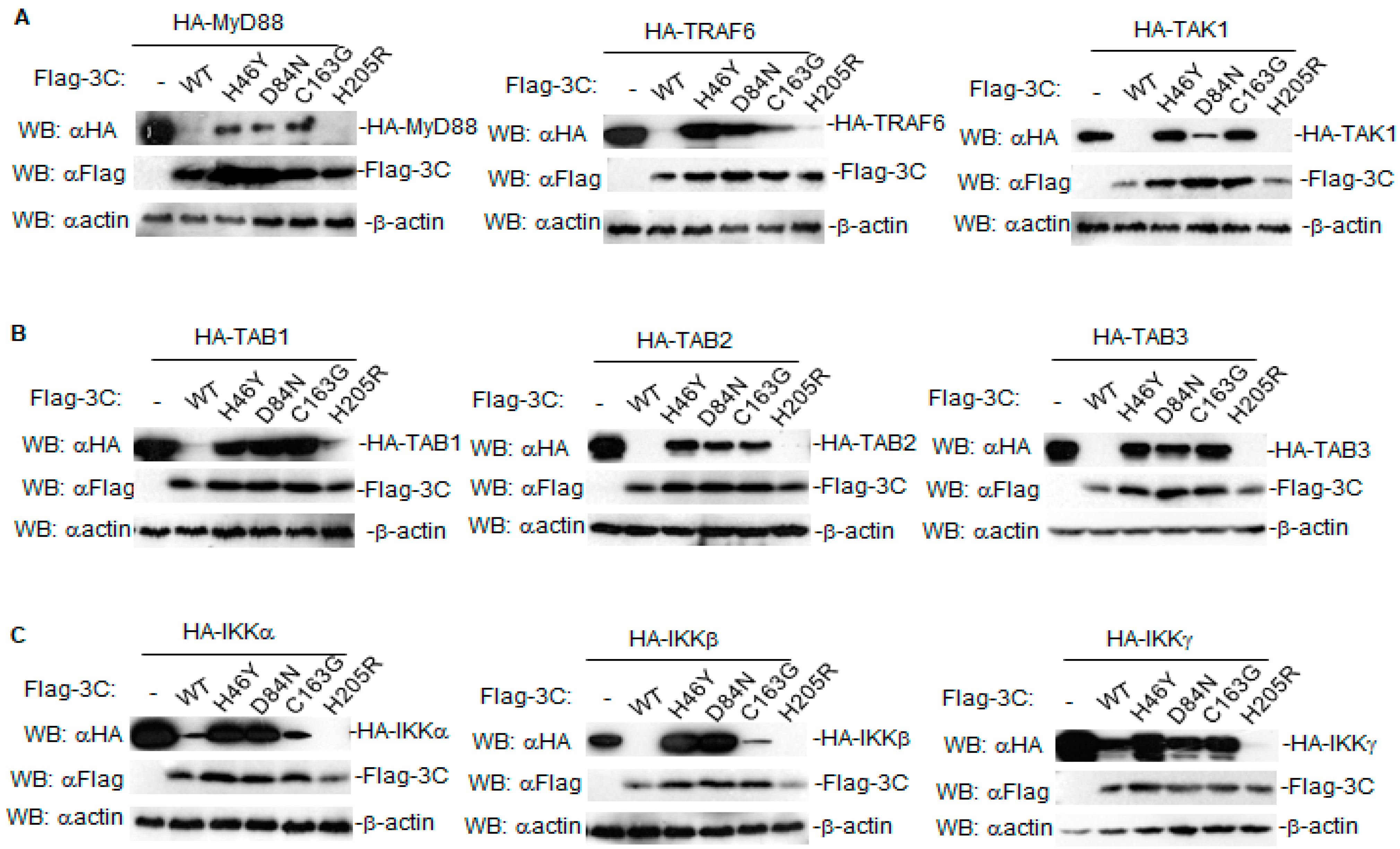 Pathogens 10 01566 g003 Pathogens 10 01566 g003