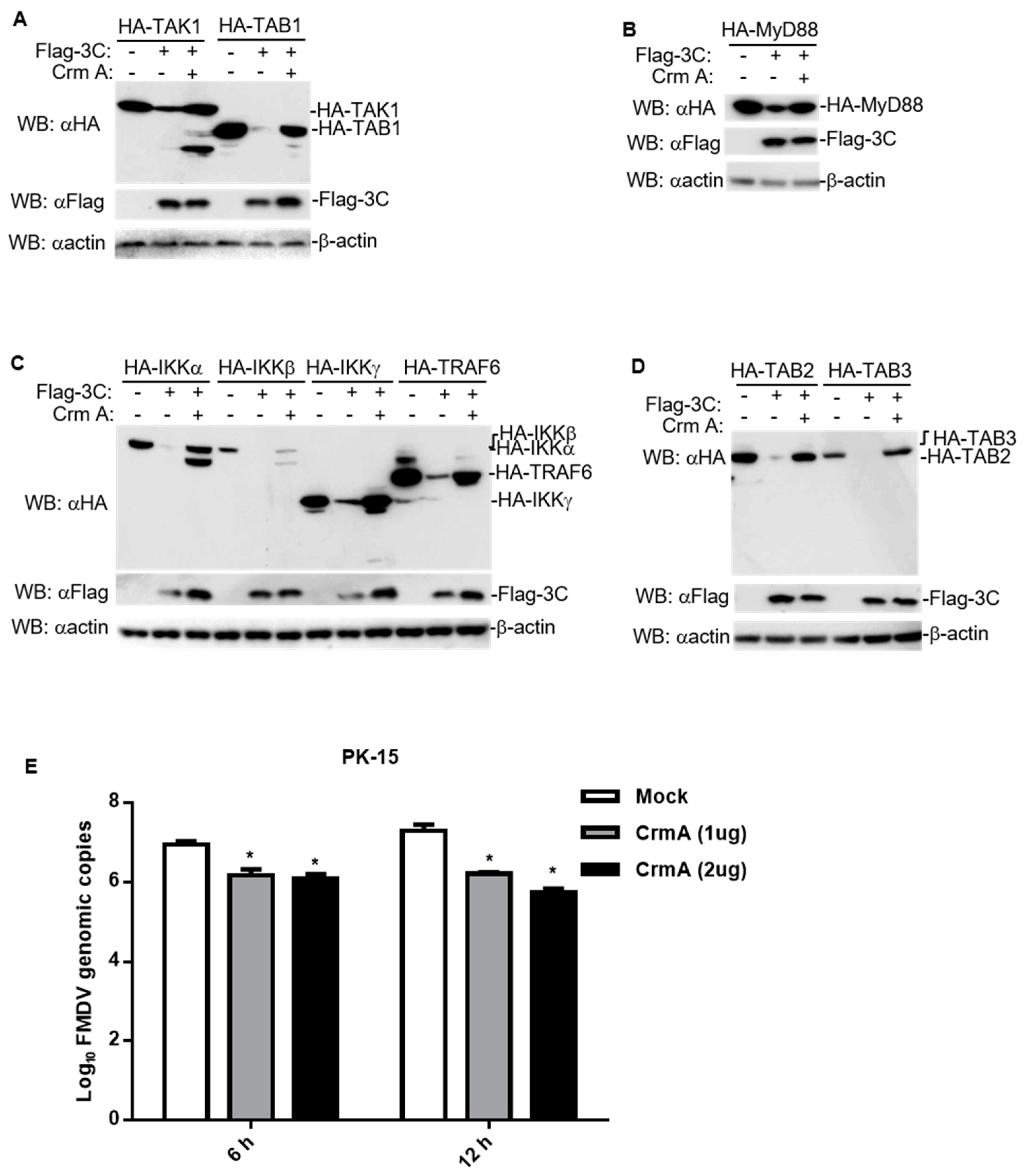 Pathogens 10 01566 g006 Pathogens 10 01566 g006
