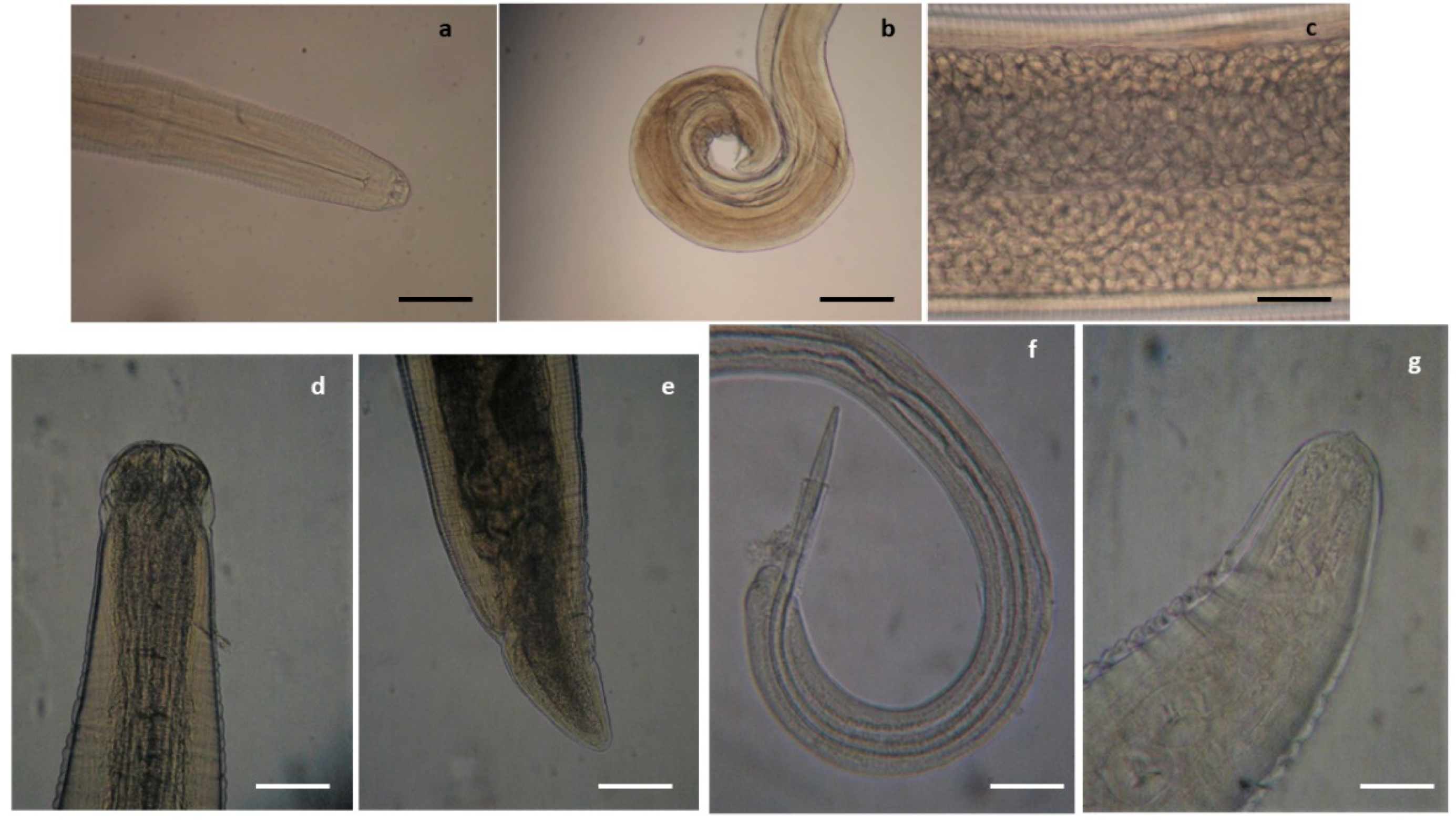 Pathogens 10 01567 g001