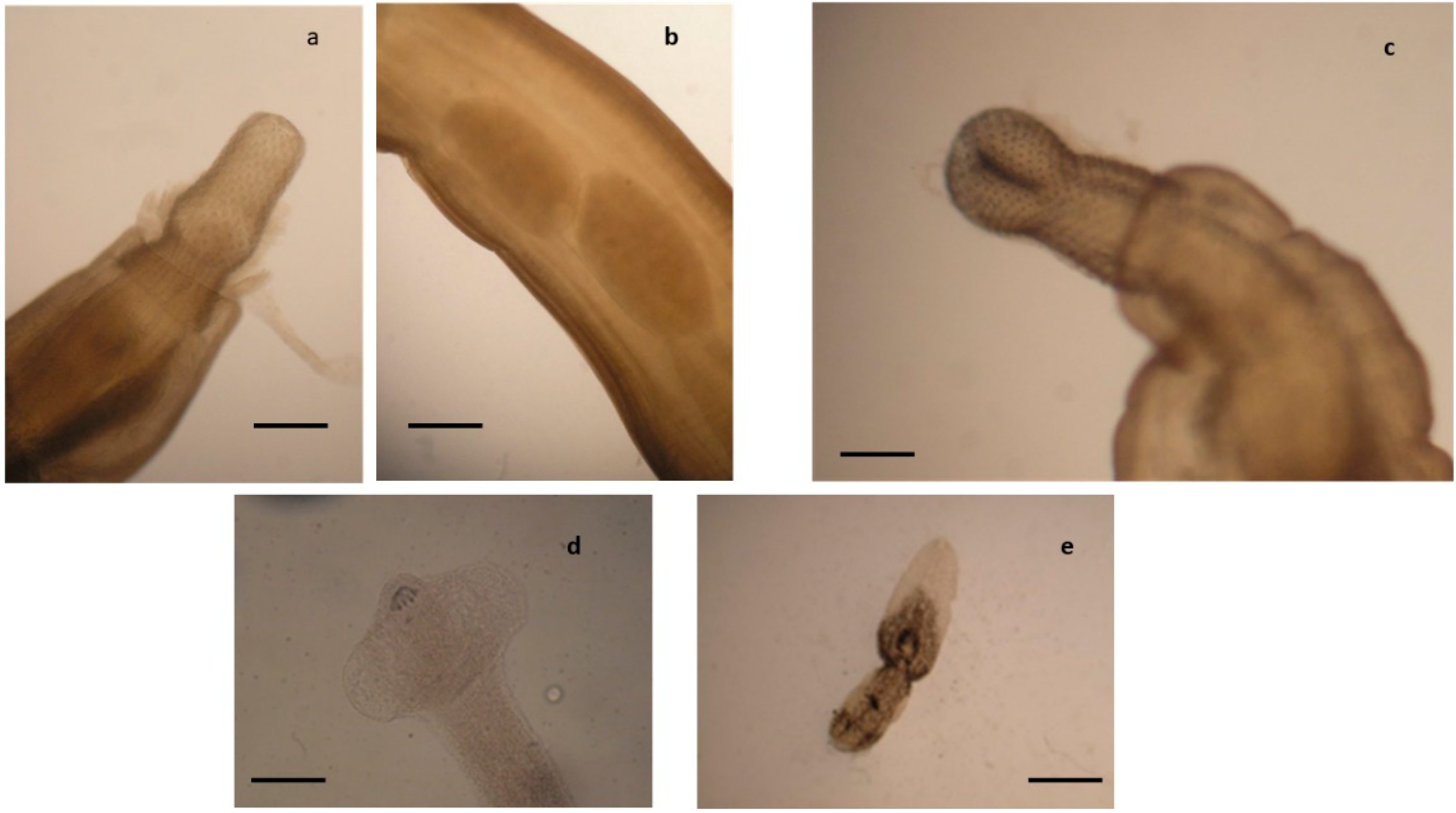 Pathogens 10 01567 g002