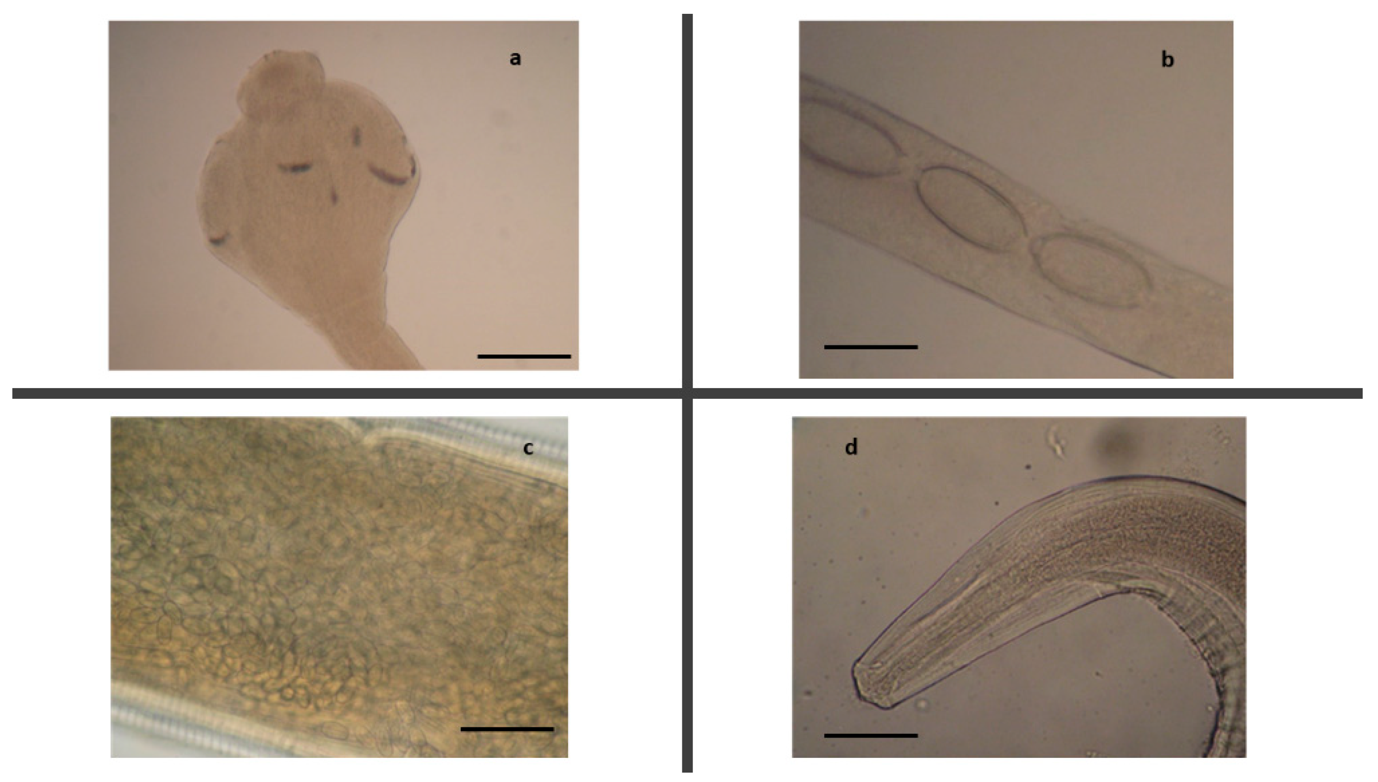 Pathogens 10 01567 g004