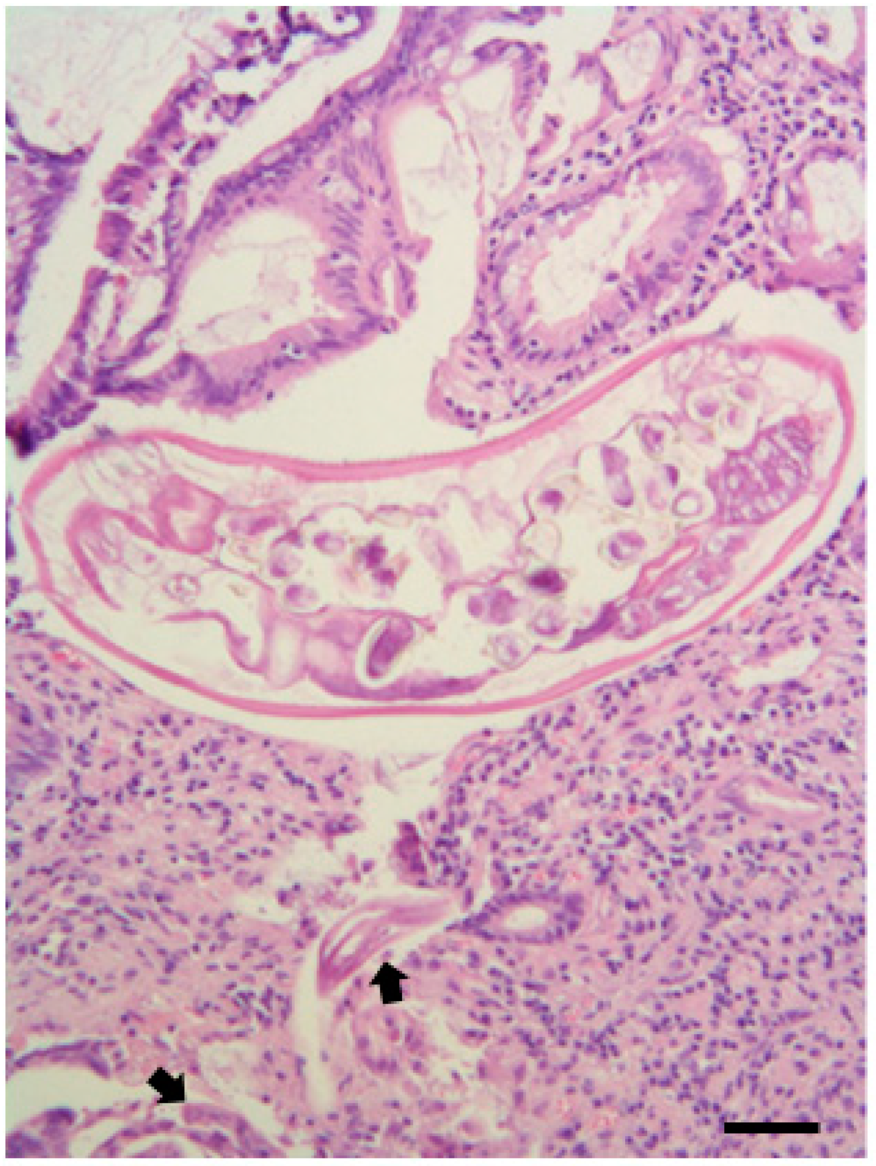 Pathogens 10 01567 g006