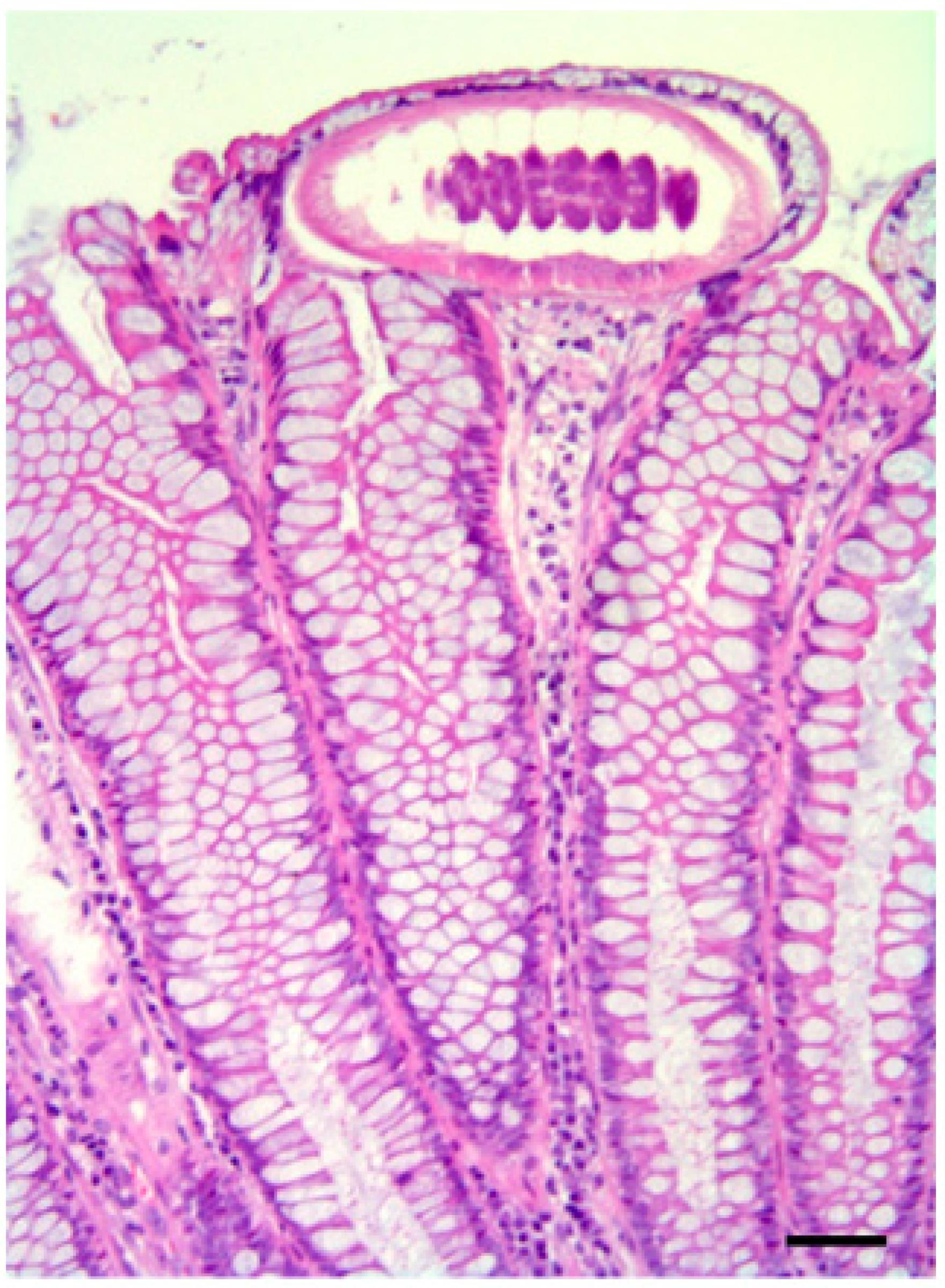 Pathogens 10 01567 g008
