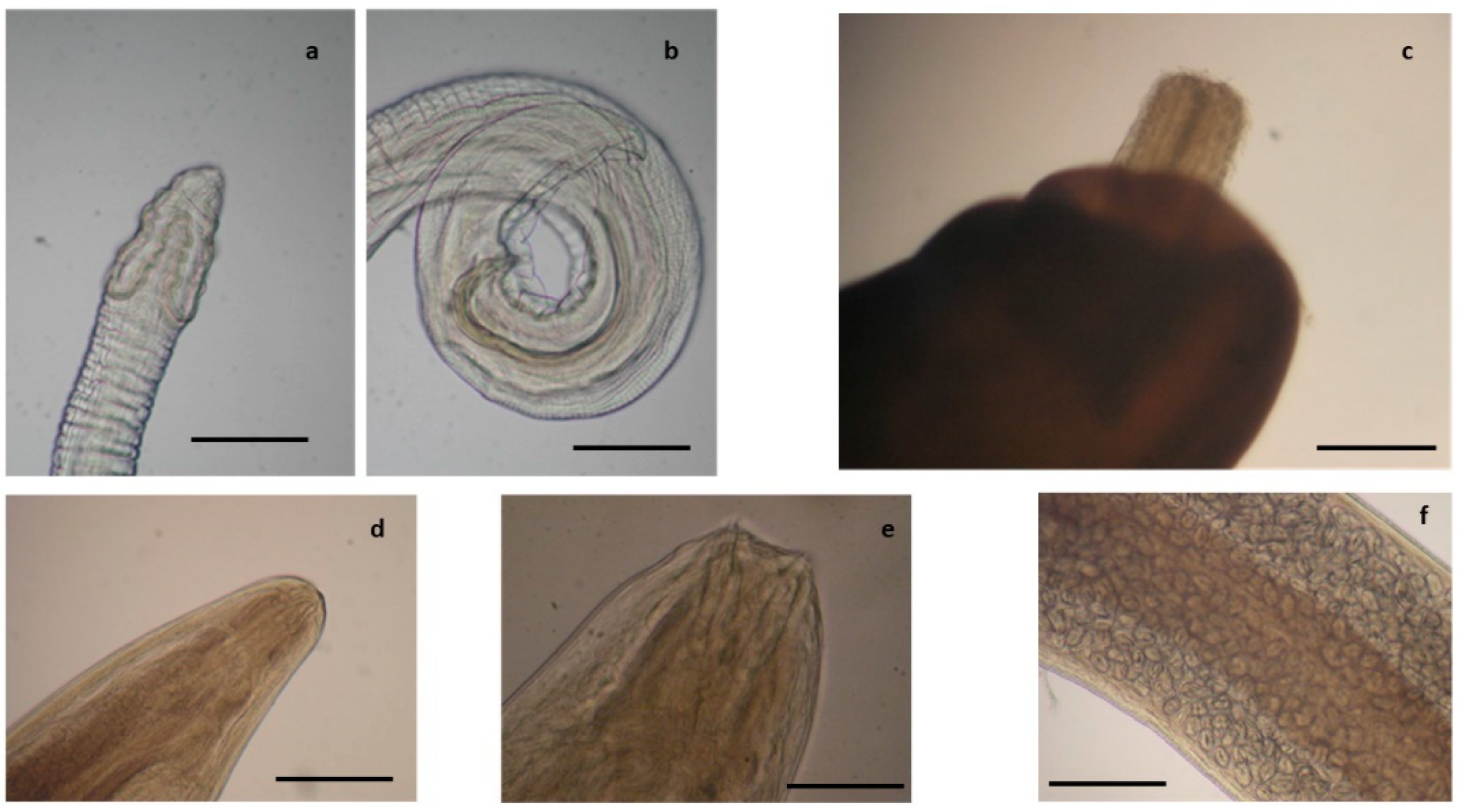 Pathogens 10 01567 g009