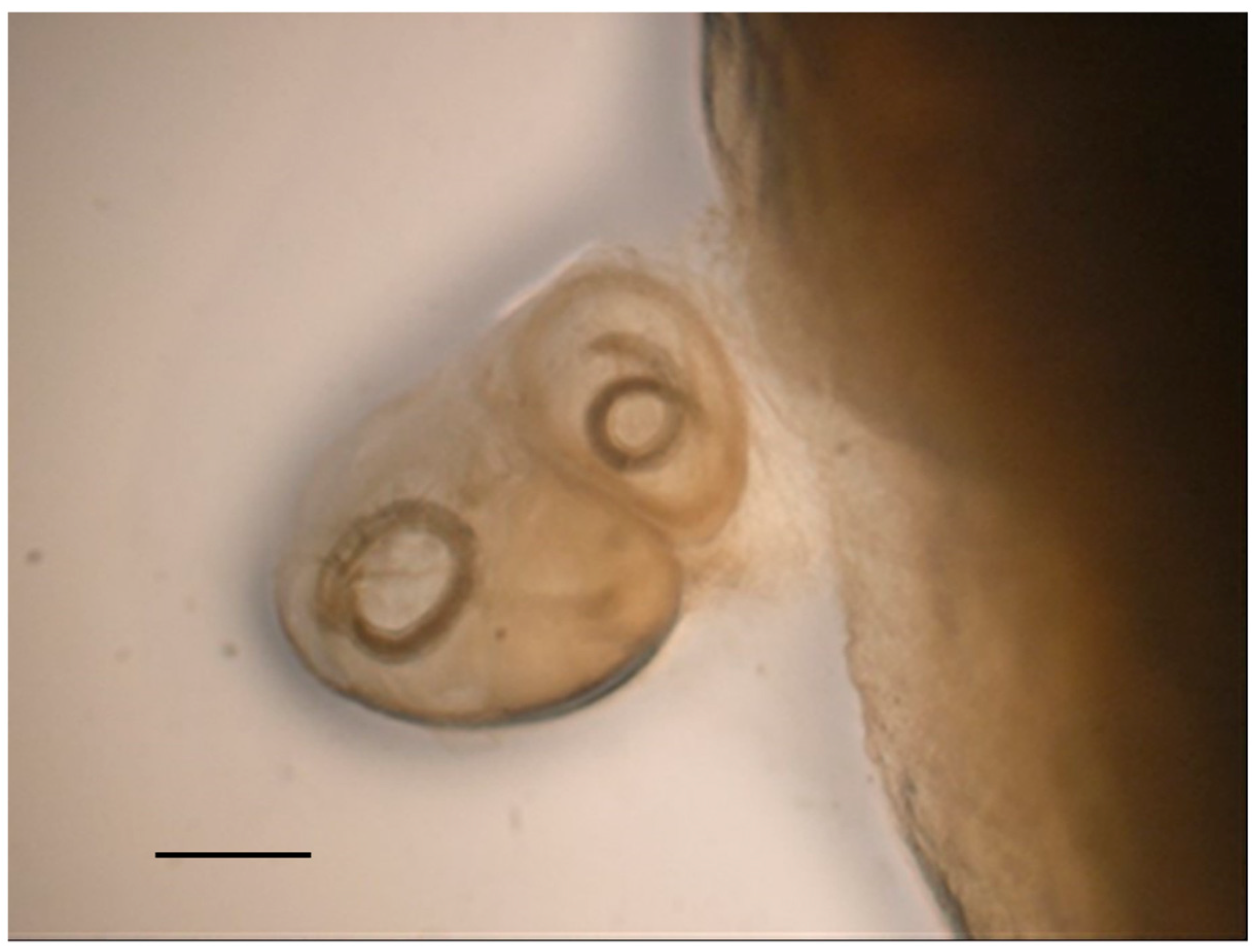 Pathogens 10 01567 g010