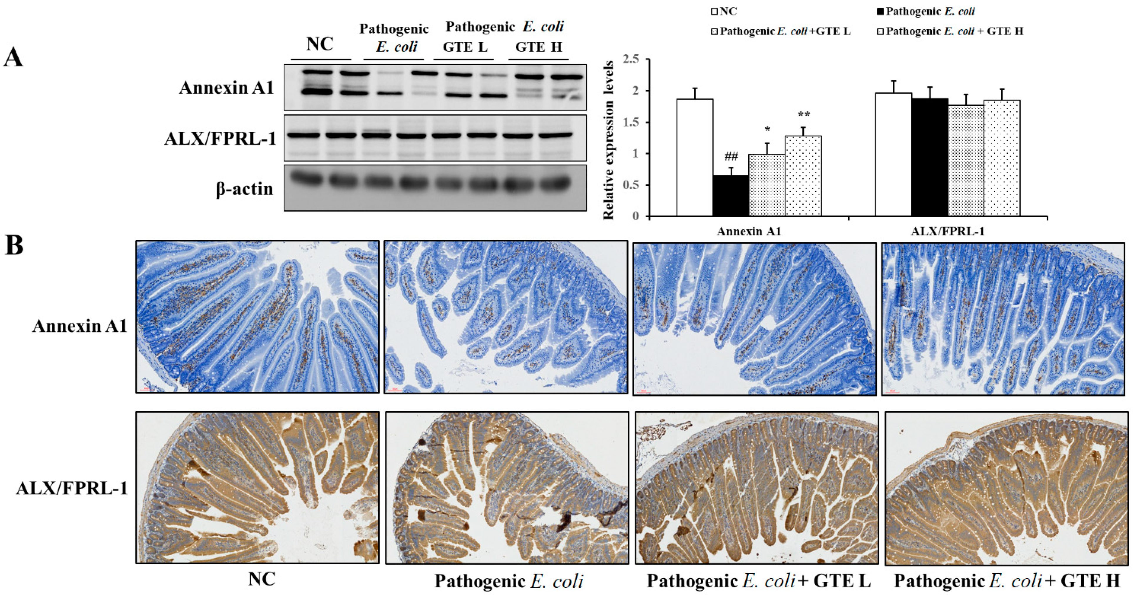 Pathogens 10 01573 g005 Pathogens 10 01573 g005