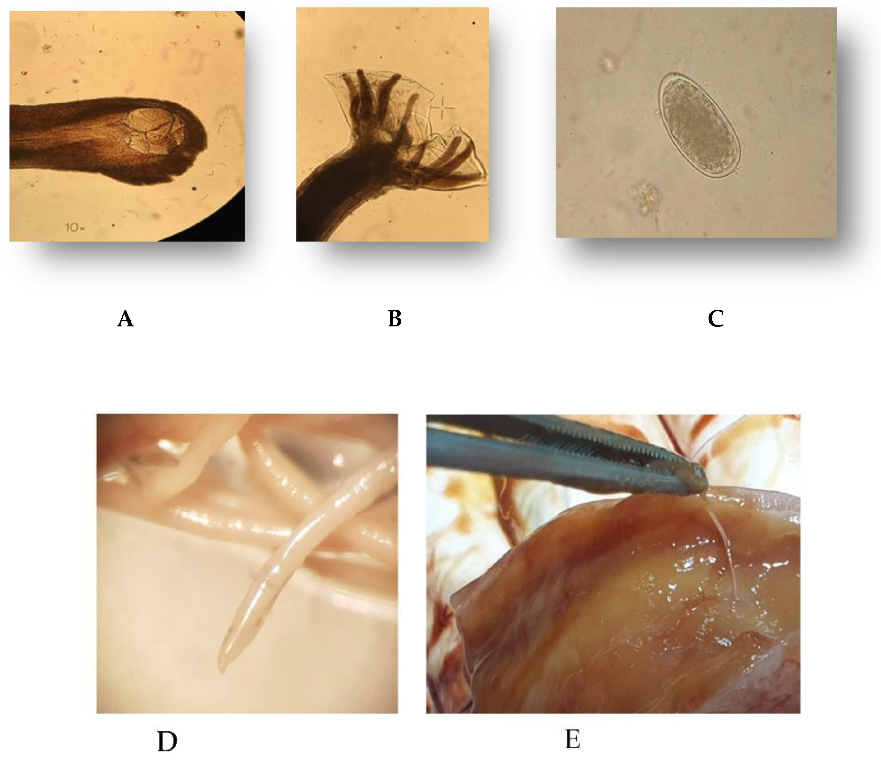Pathogens 10 01581 g001