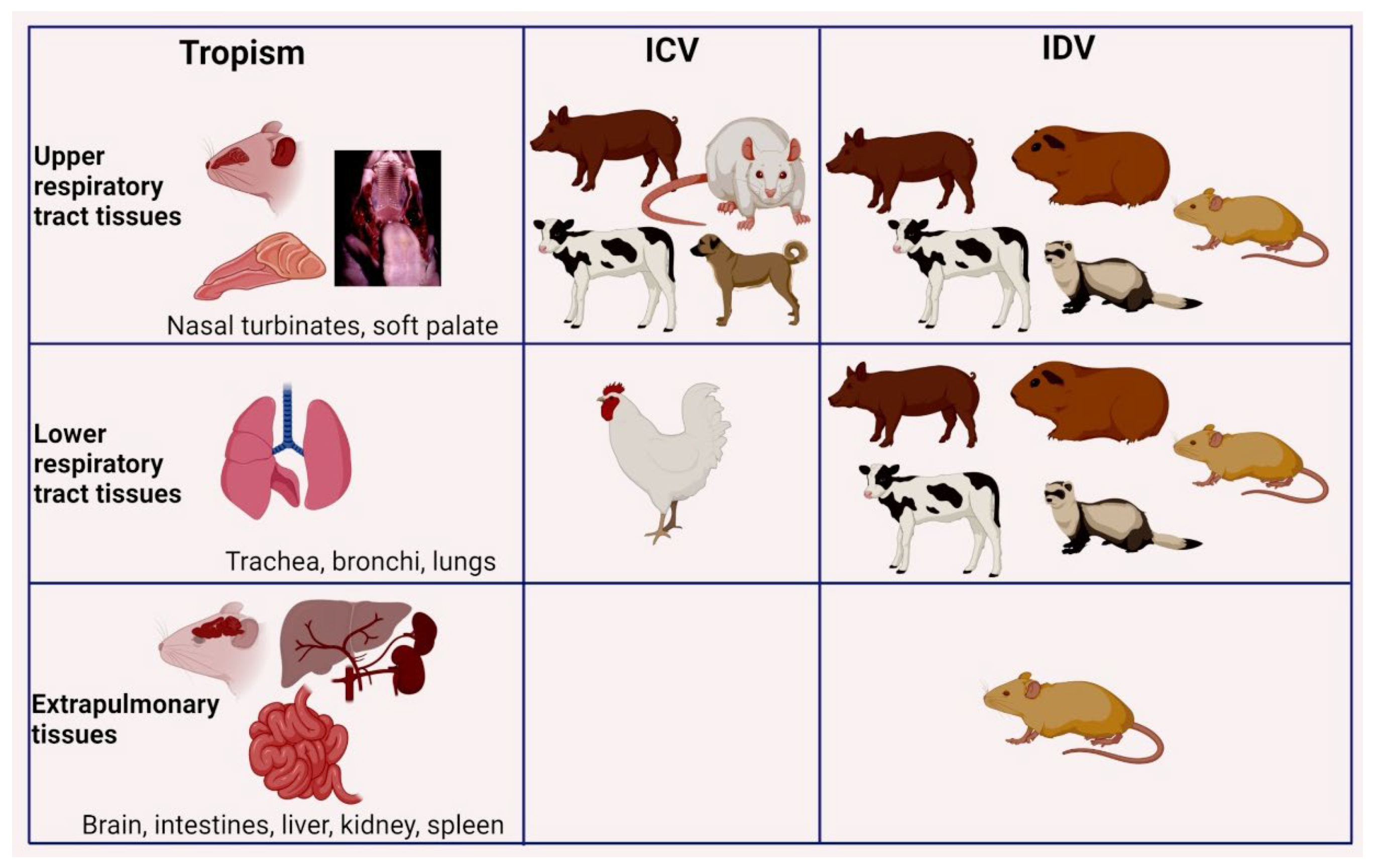 Pathogens | Free Full-Text | Host Range, Biology, and Species Specificity  of Seven-Segmented Influenza Viruses—A Comparative Review on  Influenza C and D