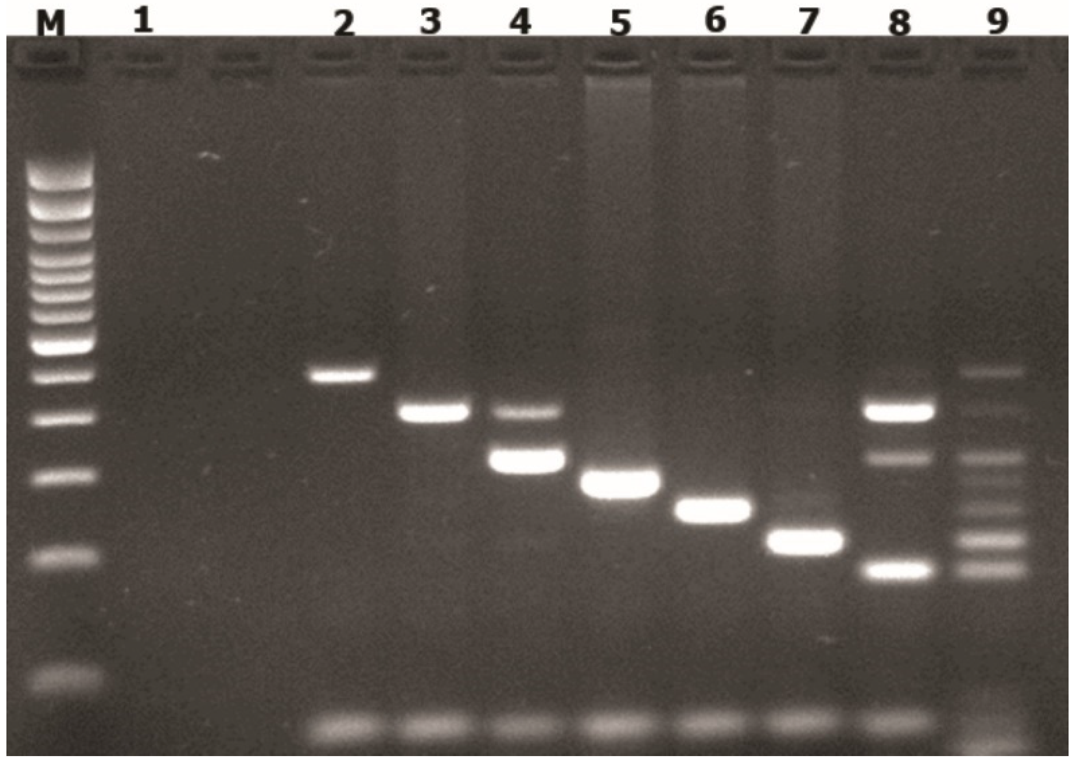 Pathogens 10 01618 g001 550