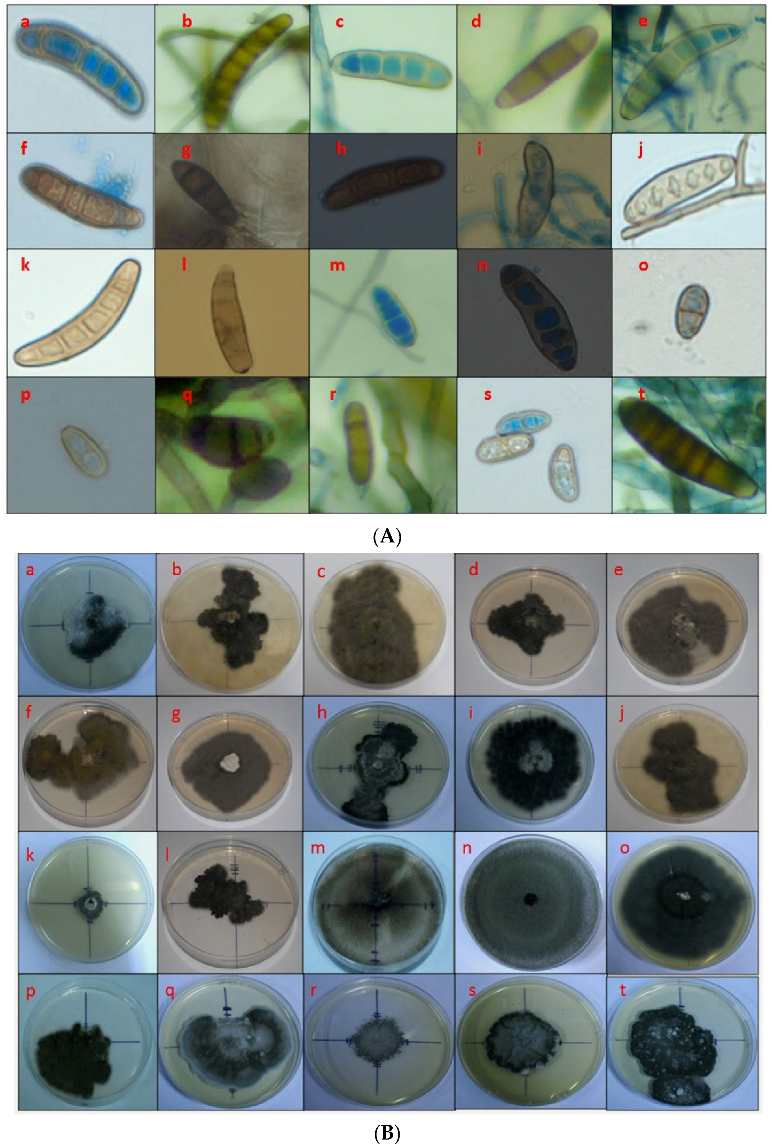 Pathogens 10 01621 g002a 550