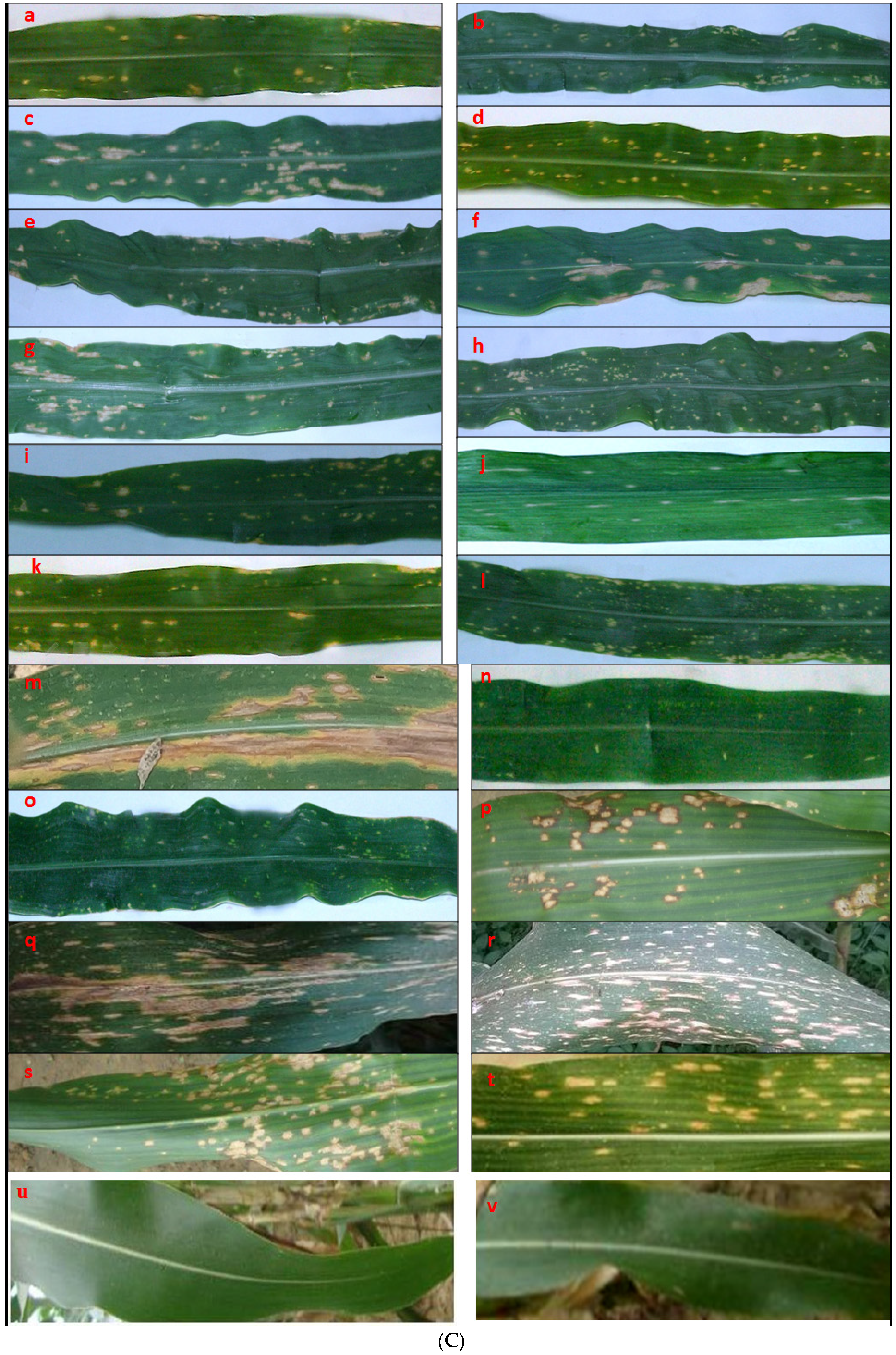 Pathogens 10 01621 g002b 550