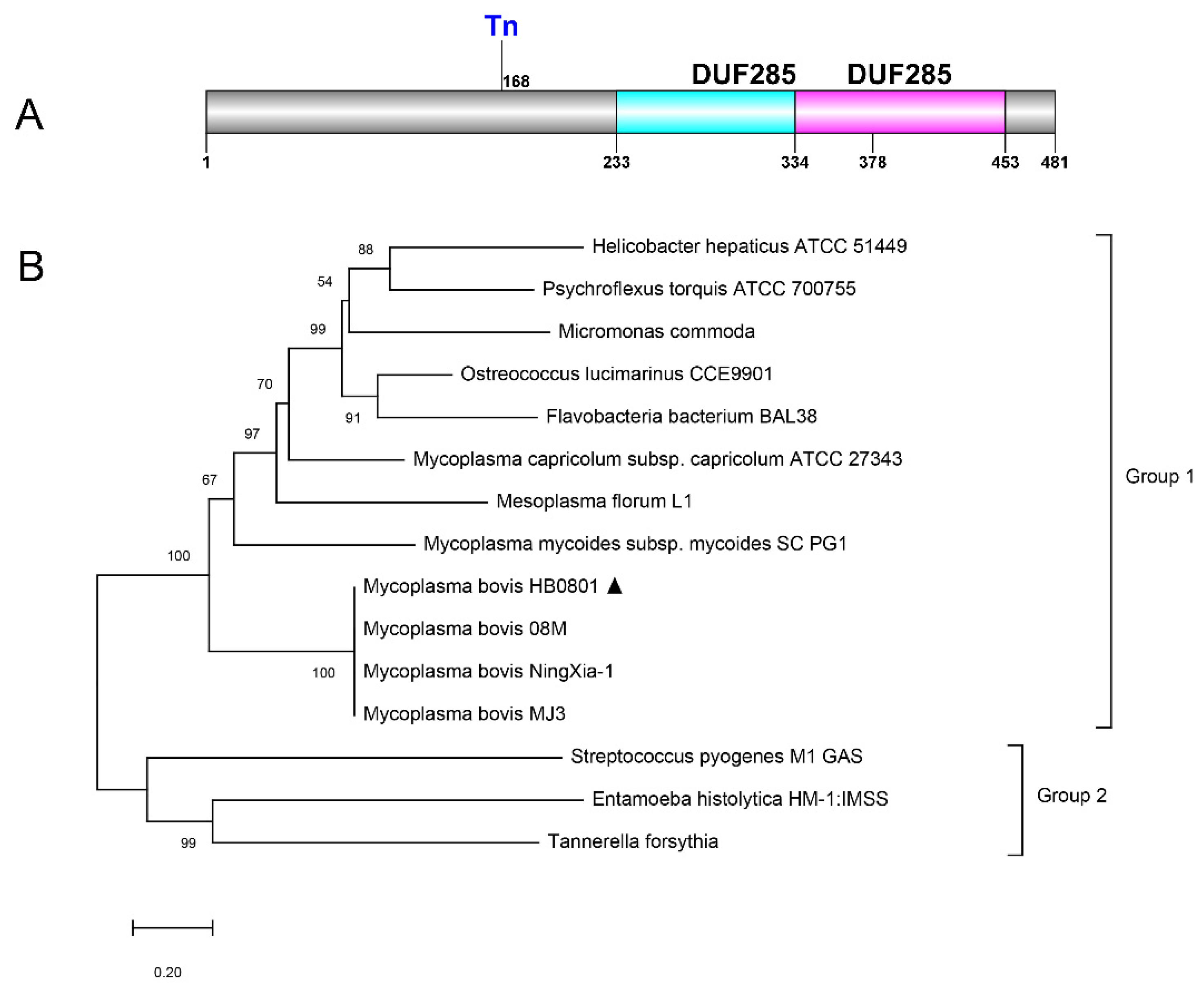 Pathogens 10 01628 g001 Pathogens 10 01628 g001