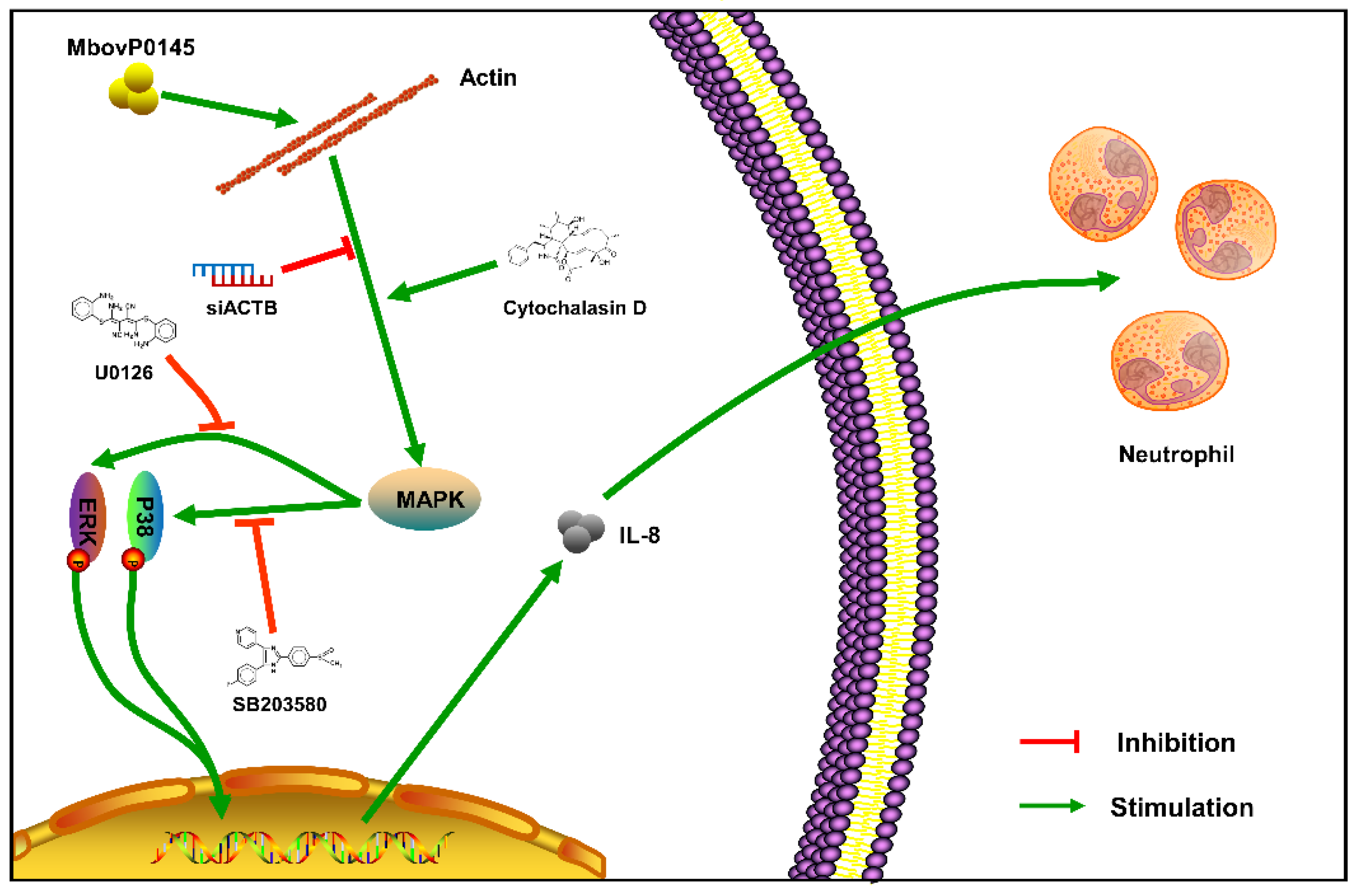 Pathogens 10 01628 g008 Pathogens 10 01628 g008