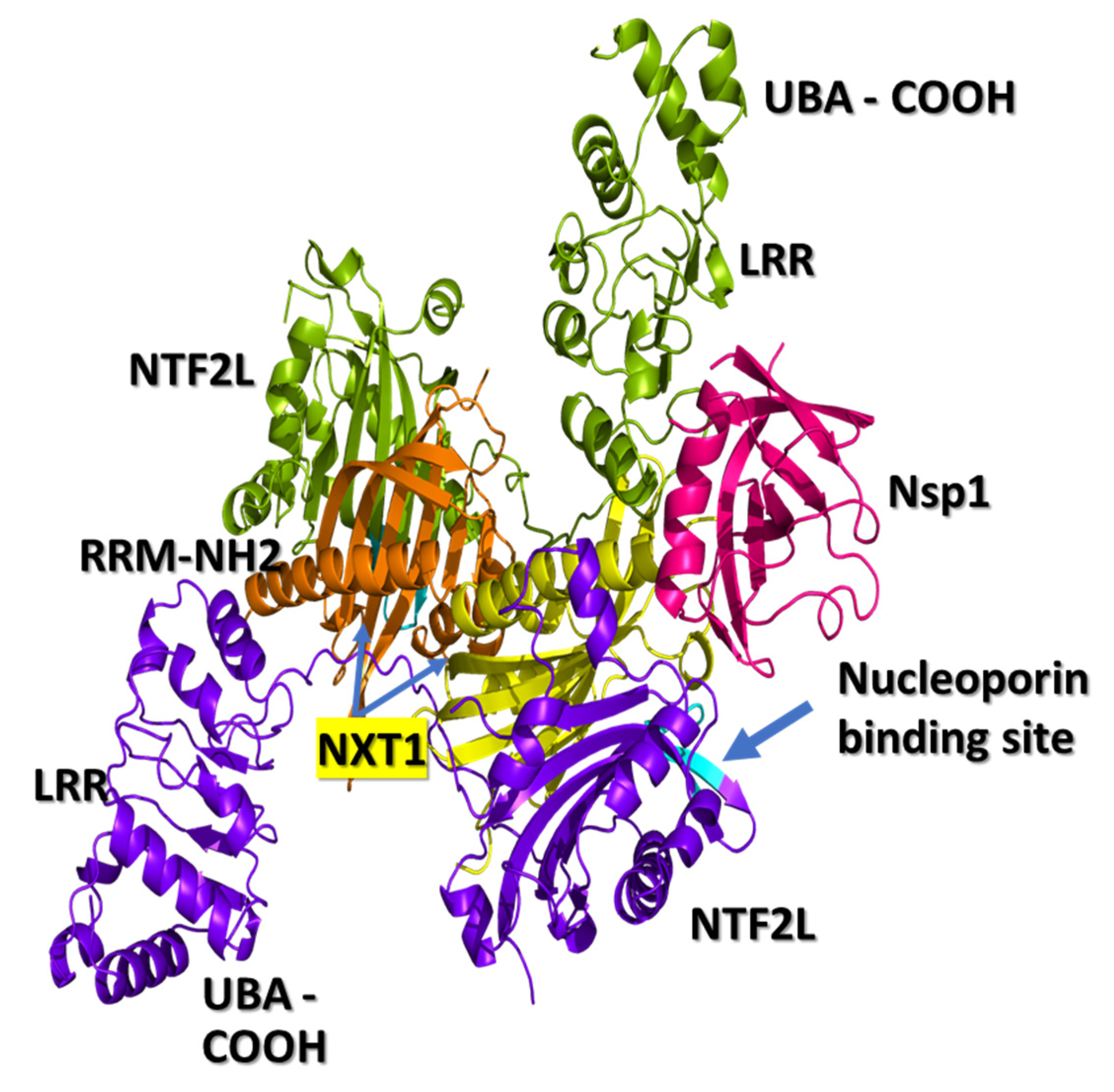 Pathogens 10 01634 g001 550