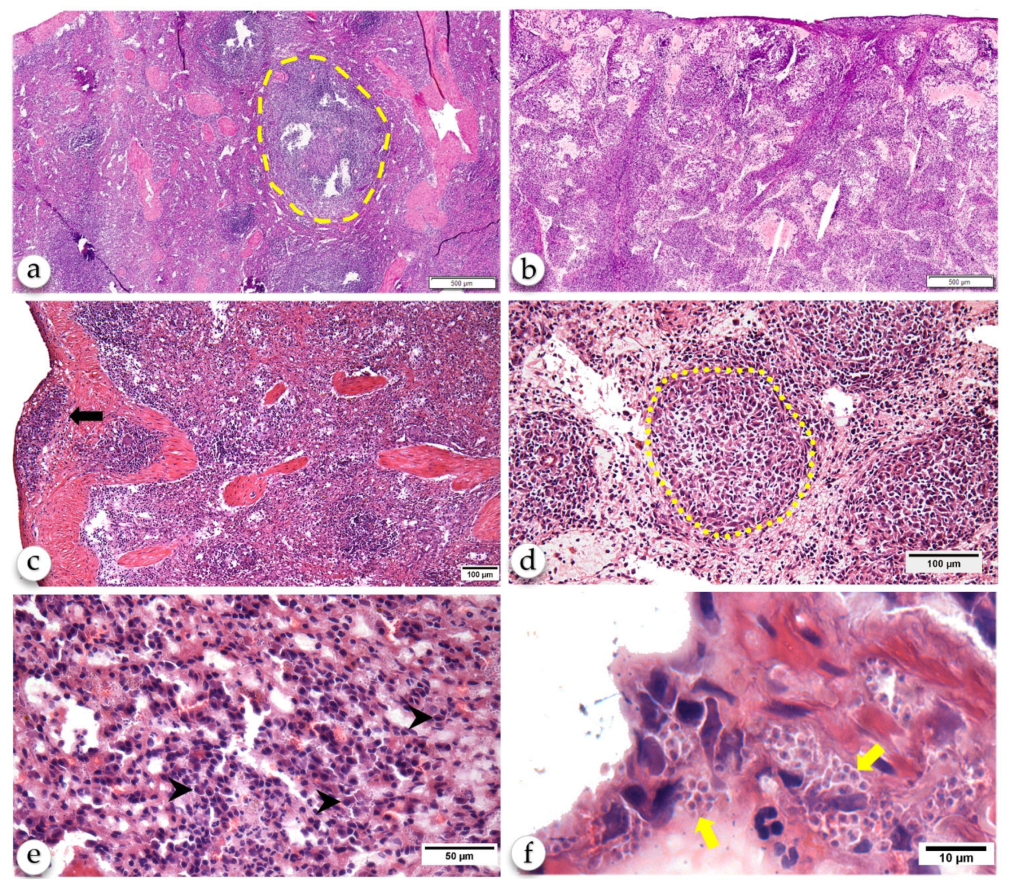 Pathogens 10 01635 g001
