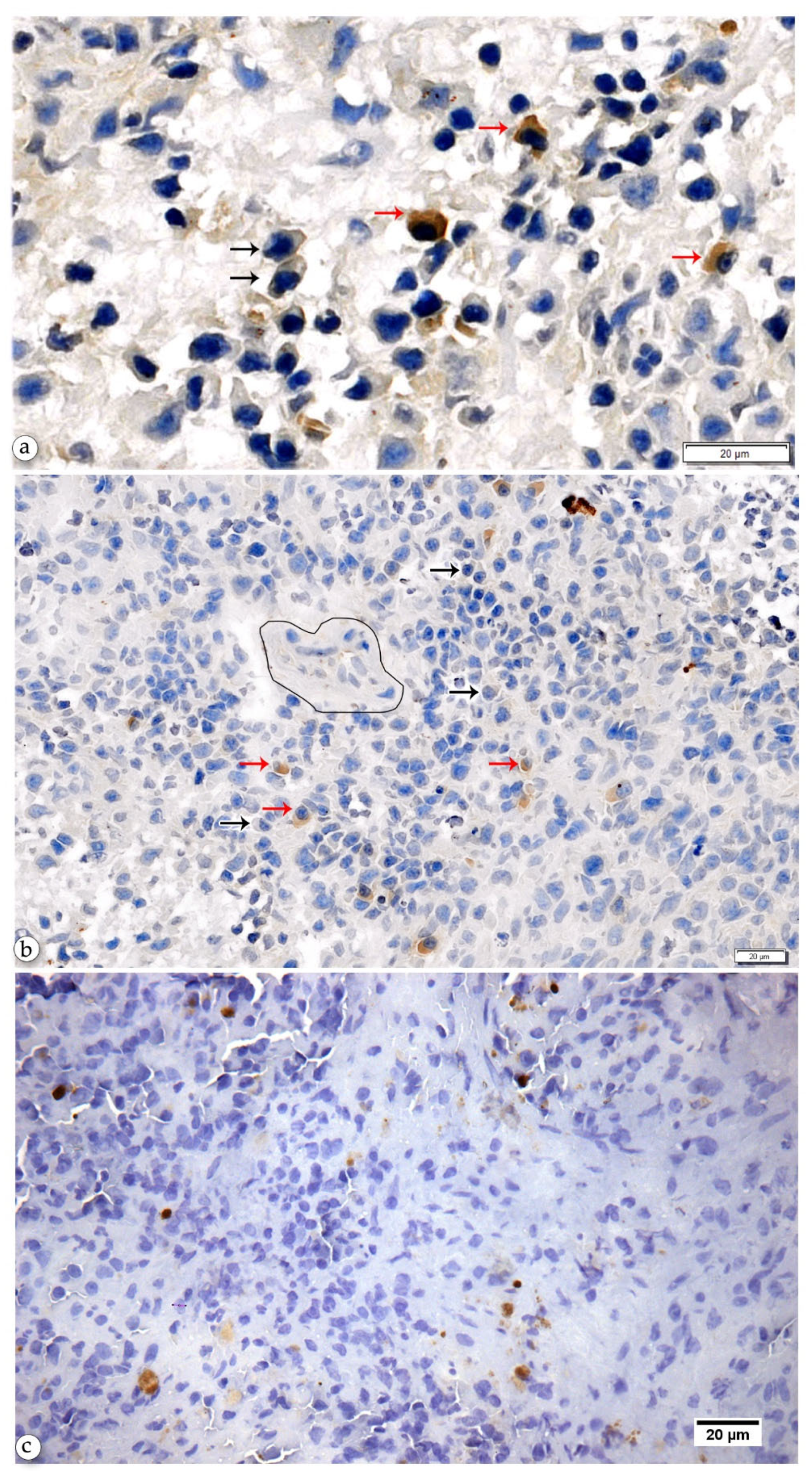 Pathogens 10 01635 g002
