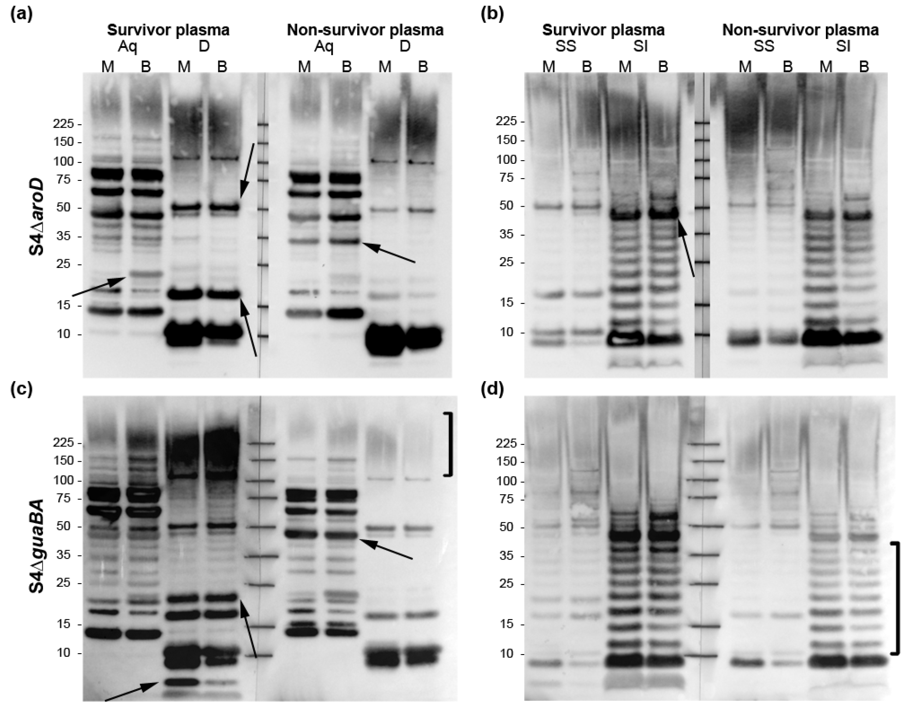 Pathogens 10 01646 g003