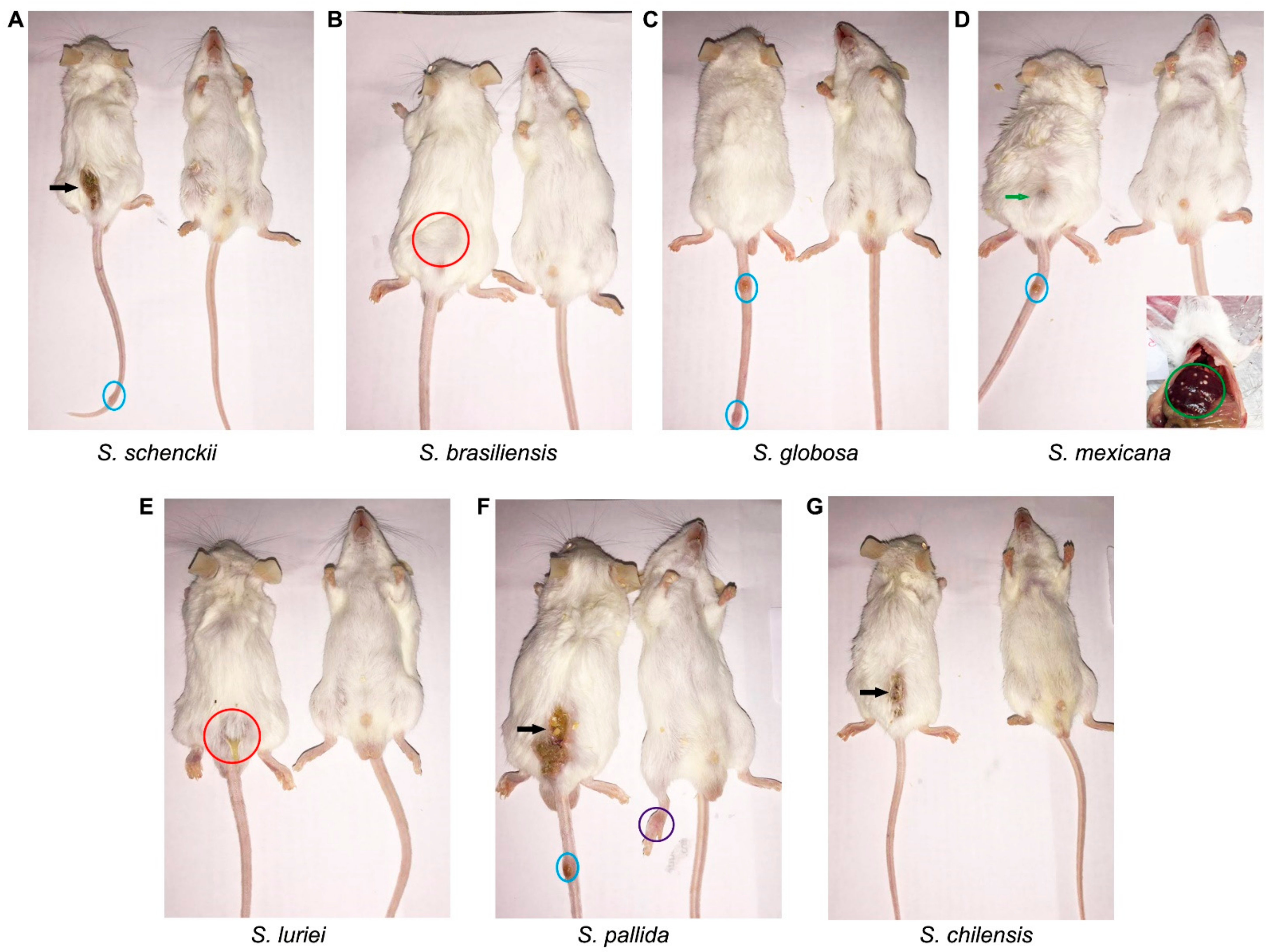 Pathogens 10 01647 g002