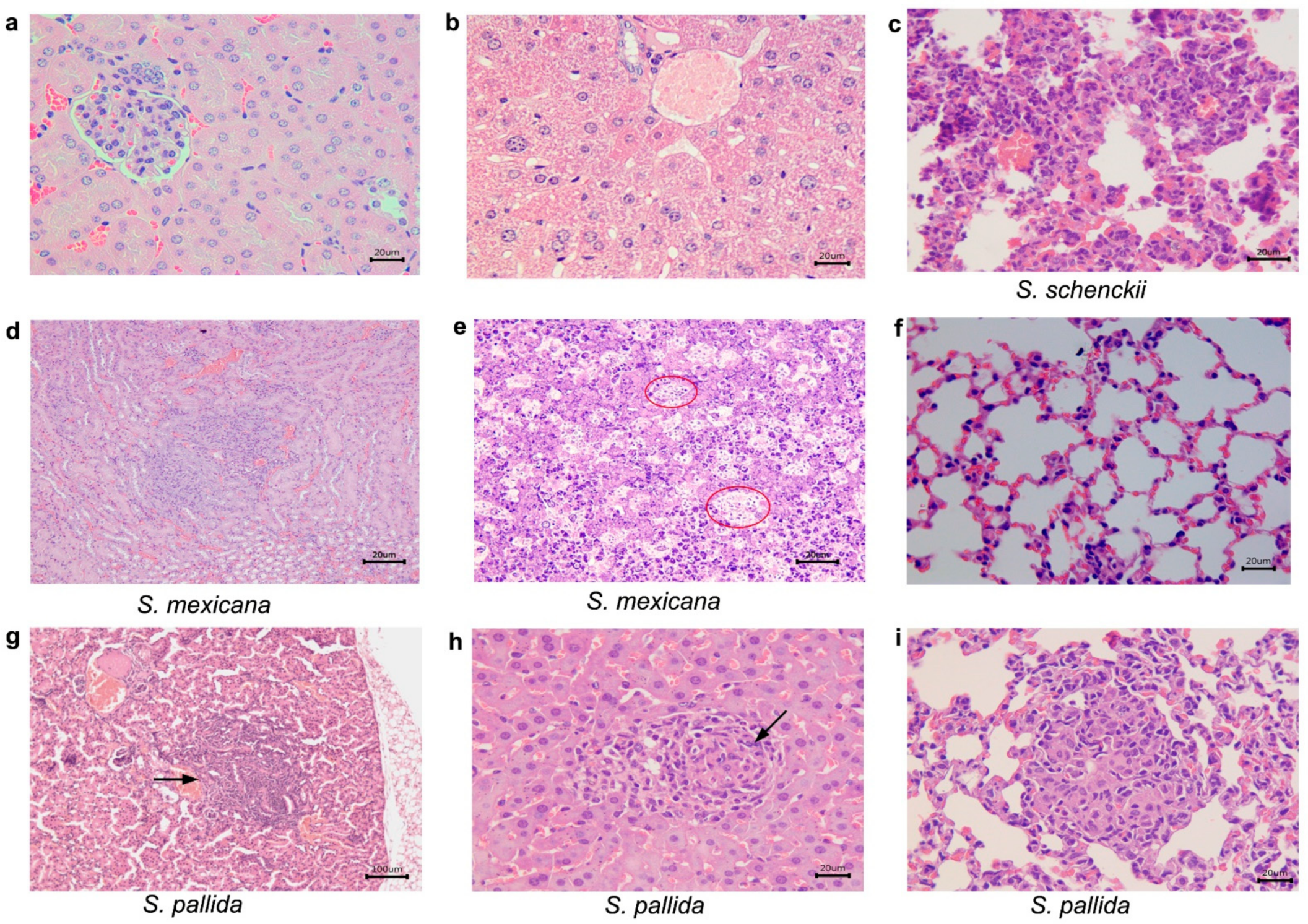 Pathogens 10 01647 g005
