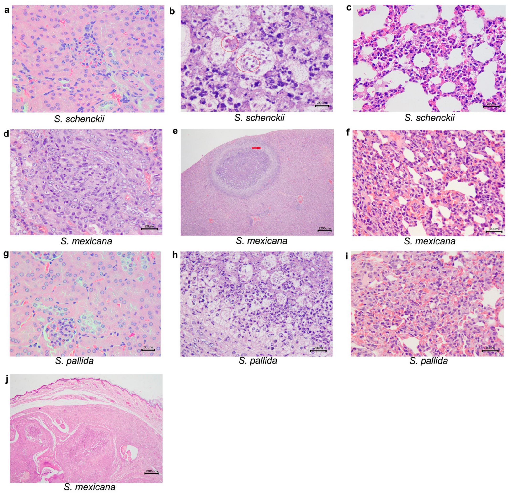 Pathogens 10 01647 g006