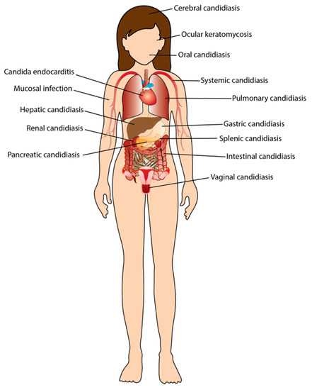 Candida woman shop