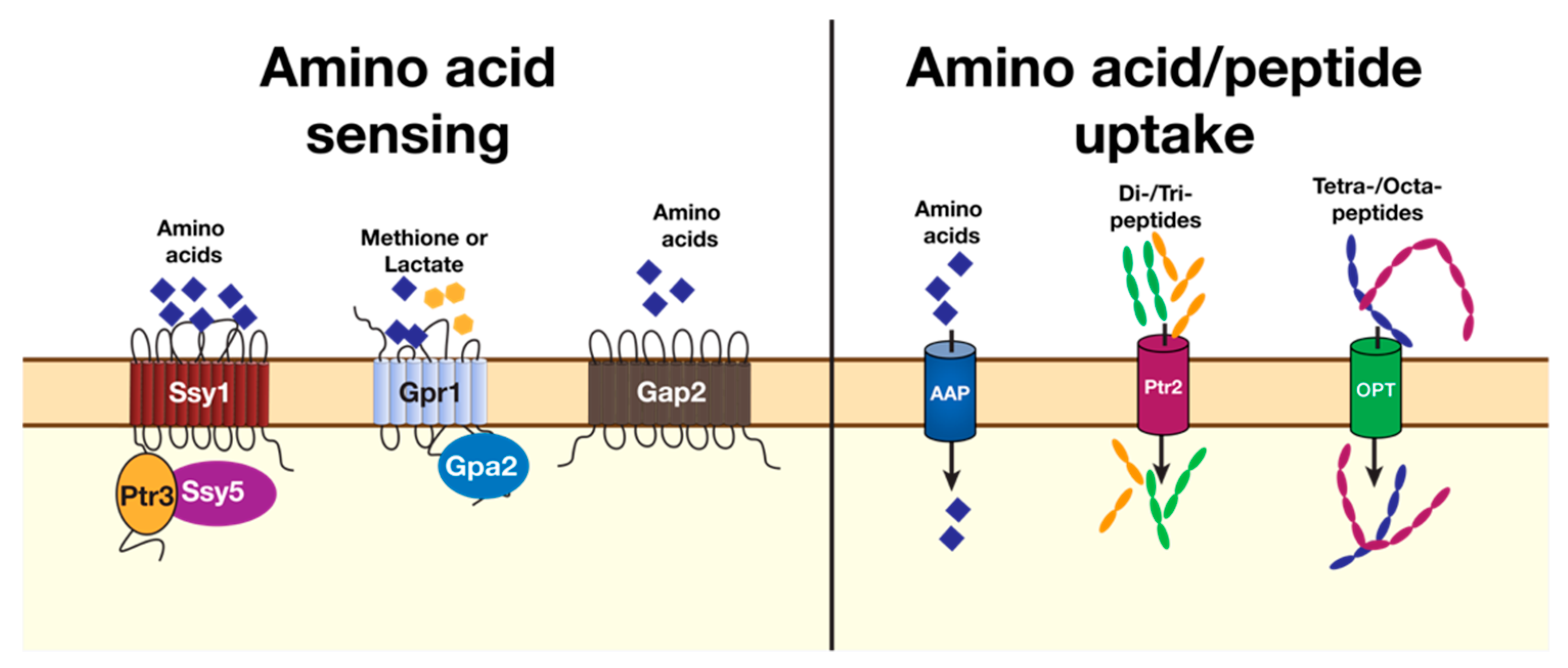 Pathogens 11 00005 g002 Pathogens 11 00005 g002