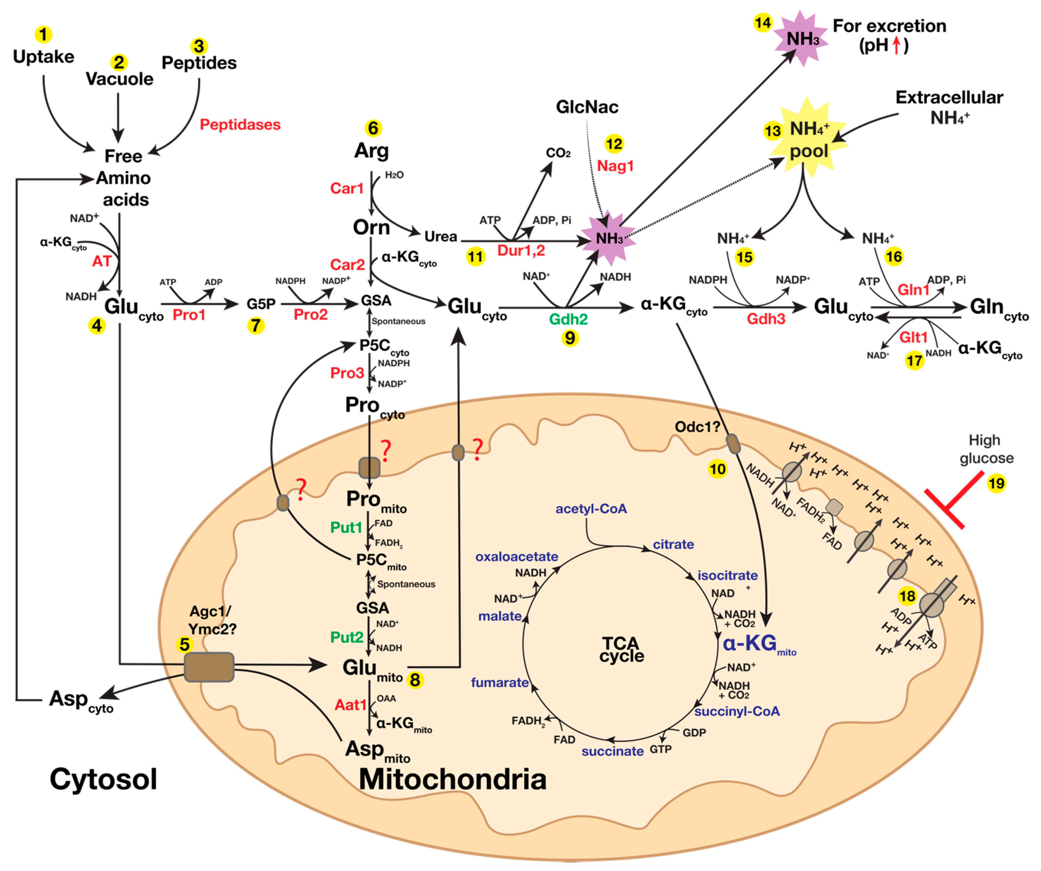 Pathogens 11 00005 g005 Pathogens 11 00005 g005