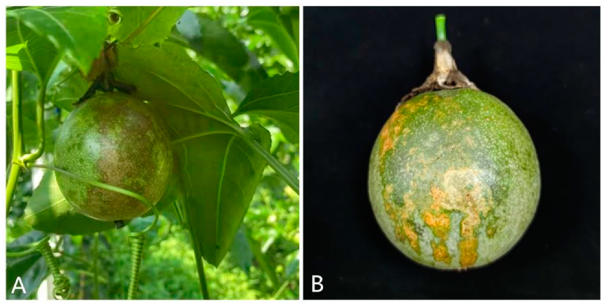 Pathogens 11 00006 g001