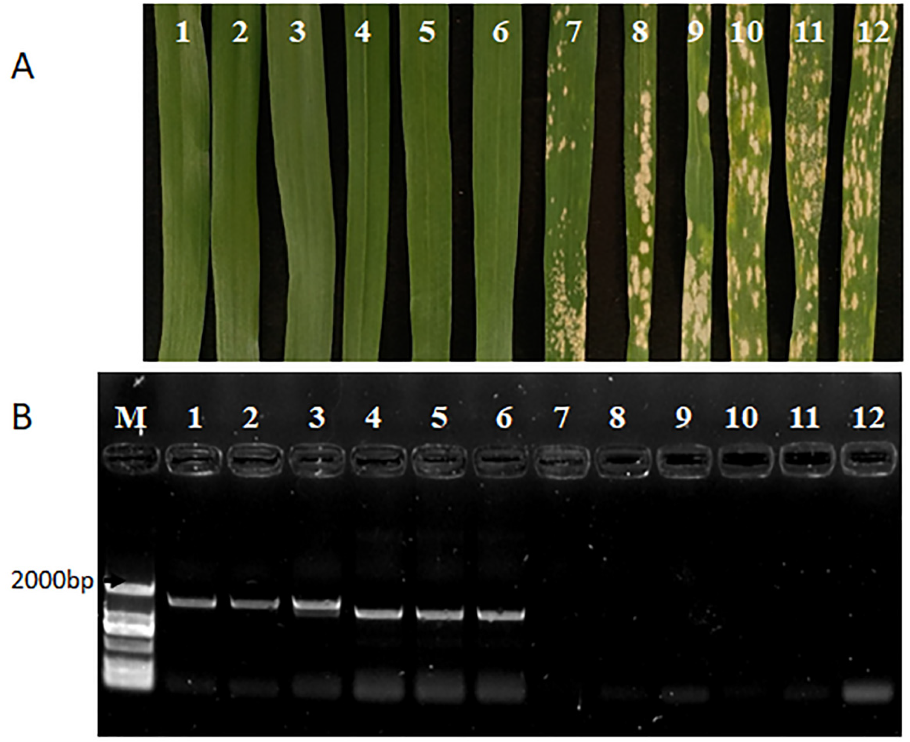 Pathogens 11 00025 g003 550