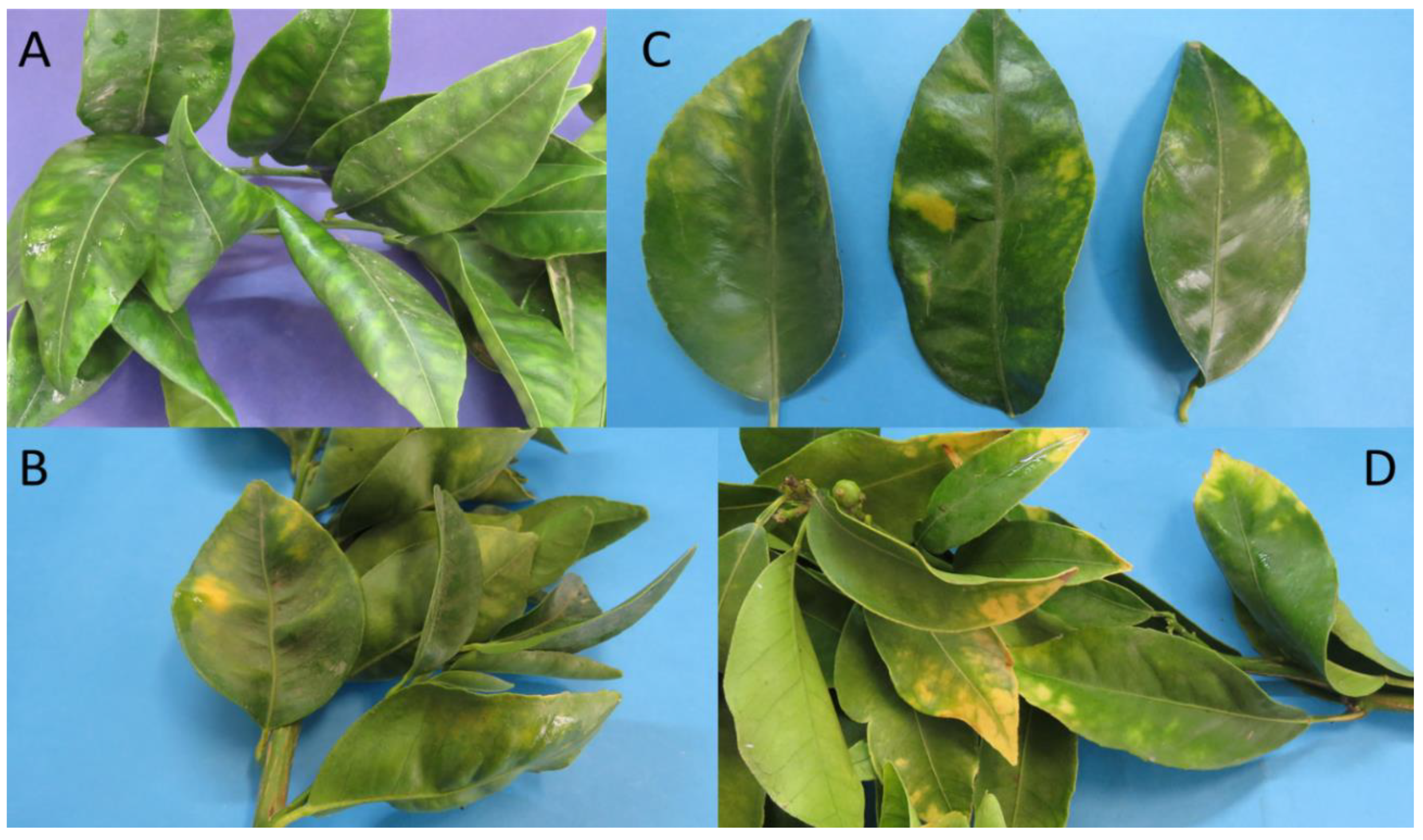 Pathogens 11 00048 g004 Pathogens 11 00048 g004