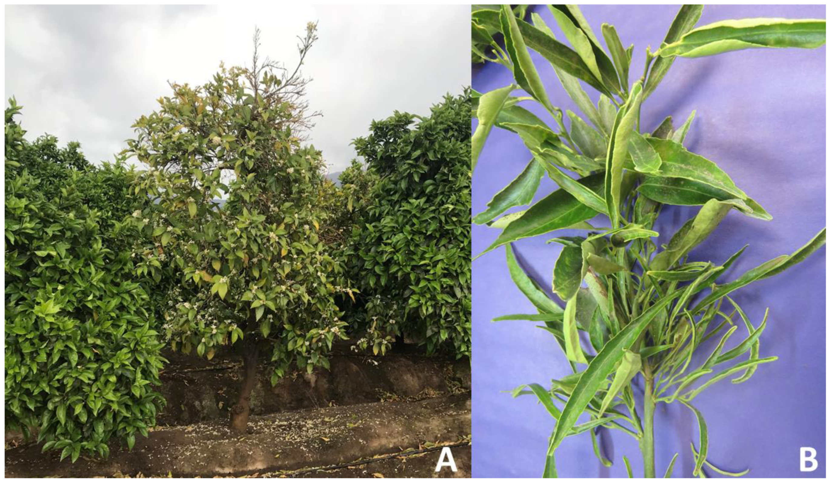 Pathogens 11 00048 g005 Pathogens 11 00048 g005