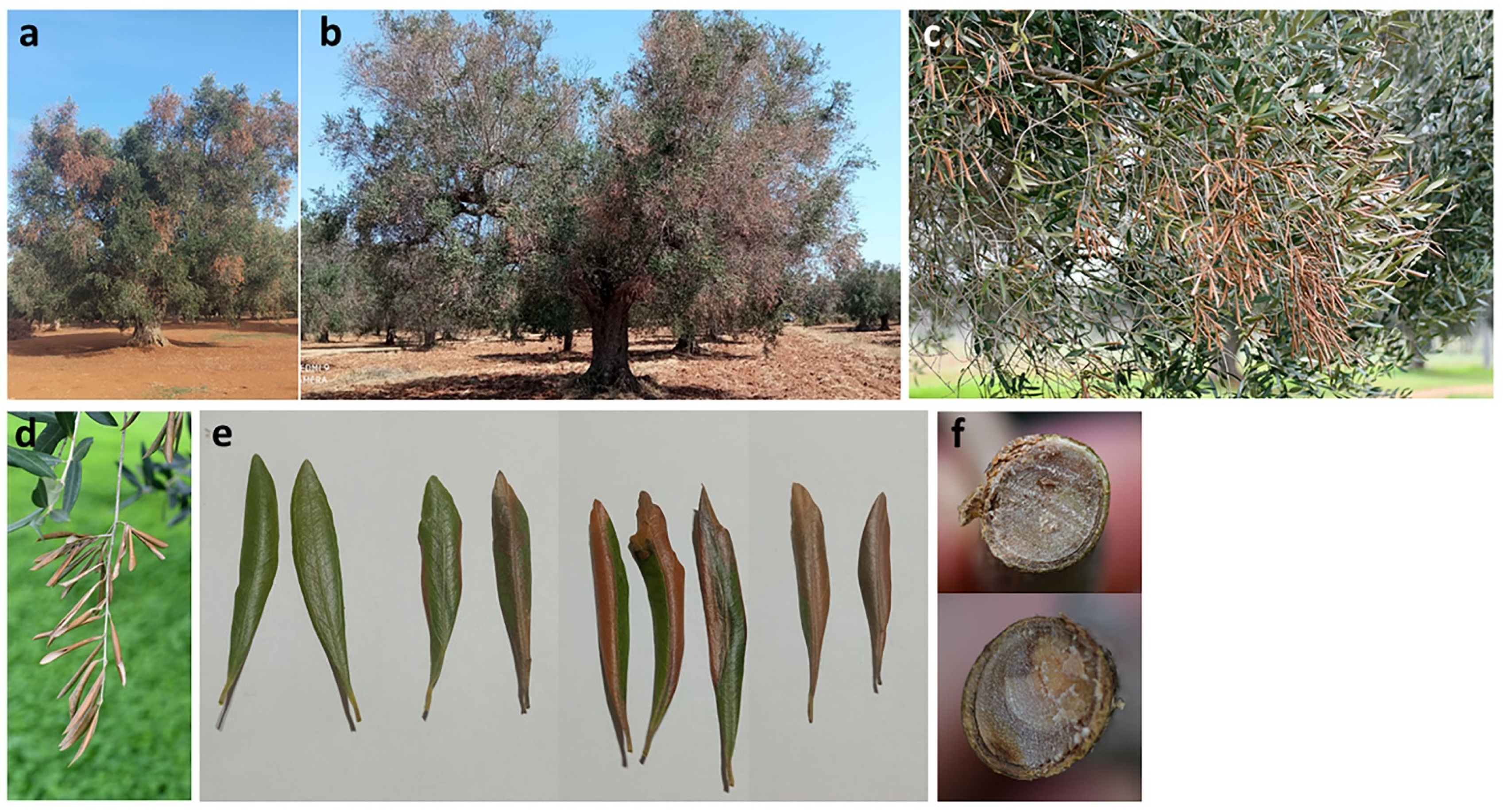 Pathogens 11 00053 g001