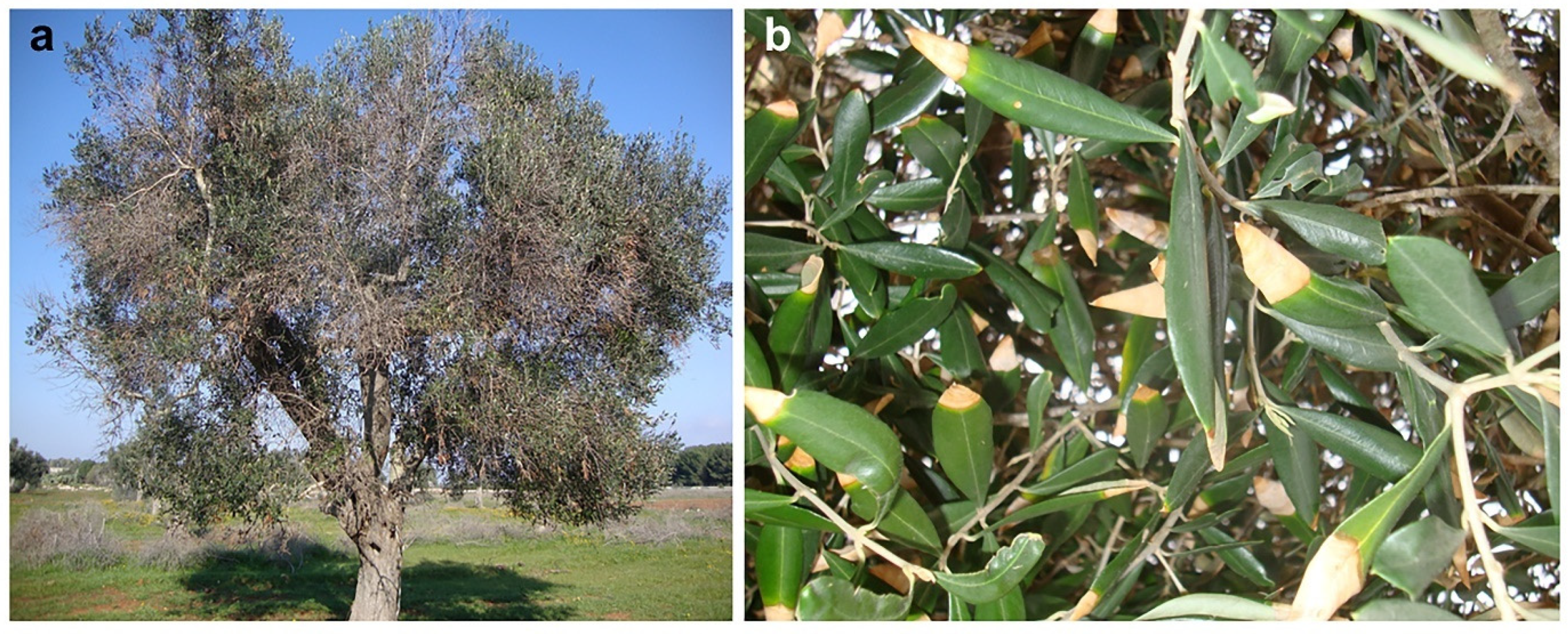 Pathogens 11 00053 g002