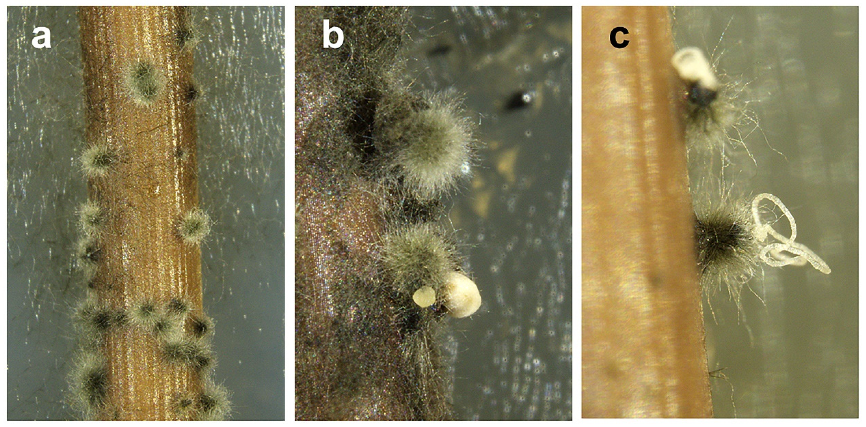 Pathogens 11 00053 g003