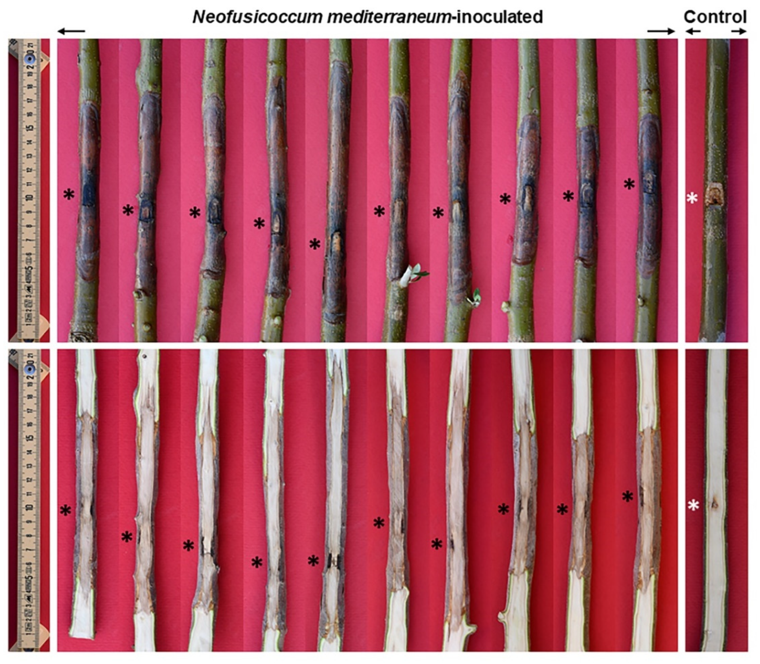 Pathogens 11 00053 g009