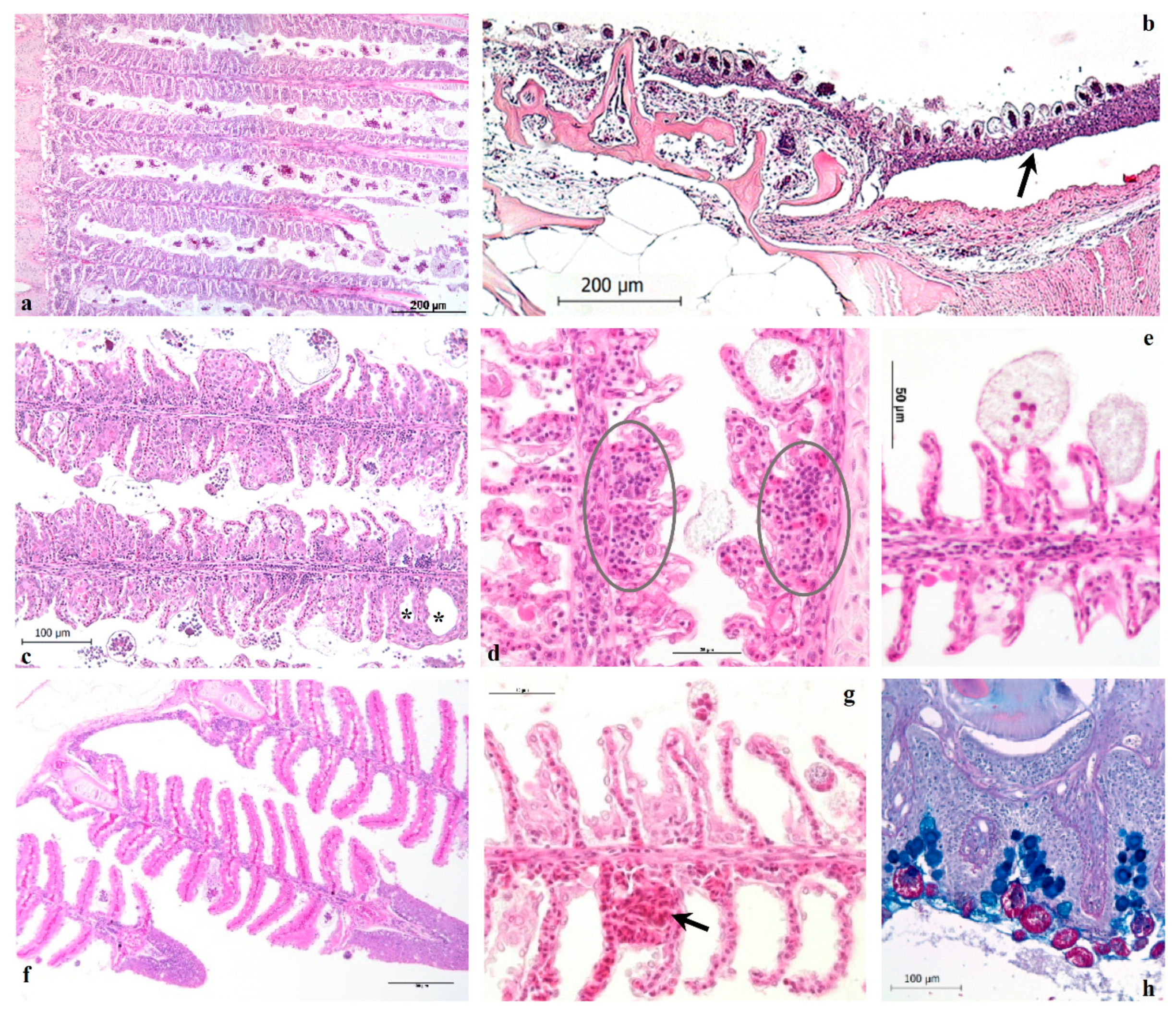Pathogens 11 00062 g001