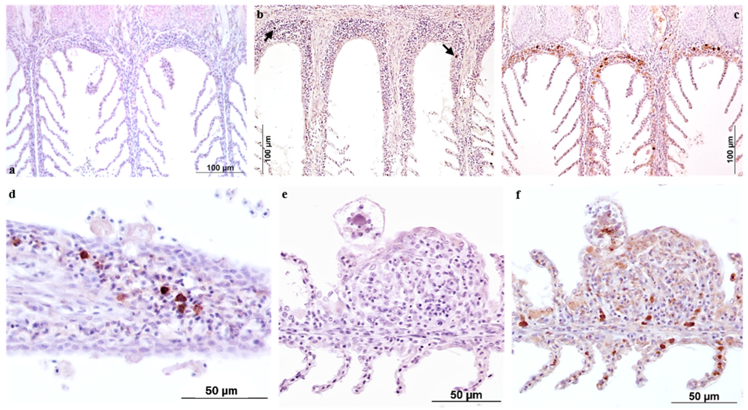 Pathogens 11 00062 g002