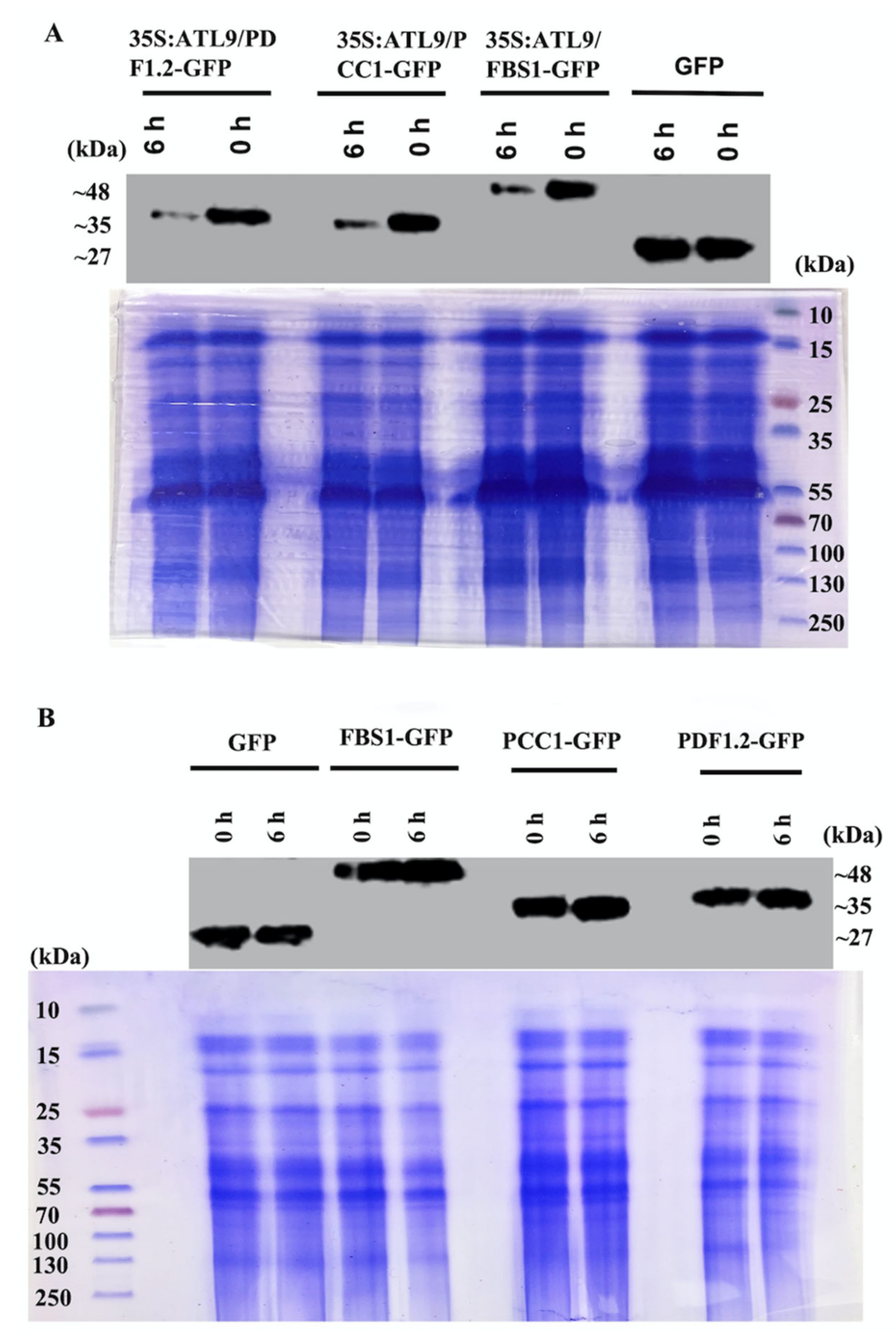 Pathogens 11 00068 g005 550